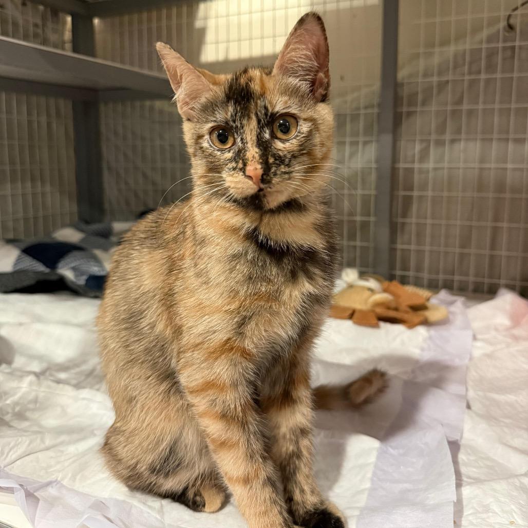 Bootsie — thumbnail 6