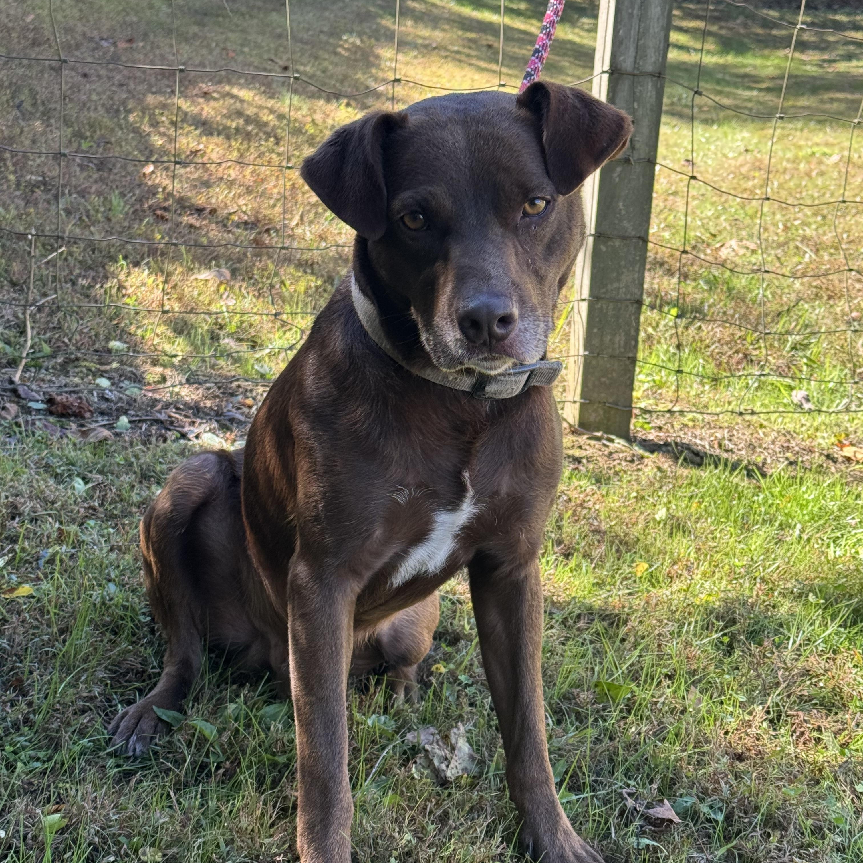 Enlarge Brownie, a Adoptable mixed breed in Maynardville, TN image 1/1