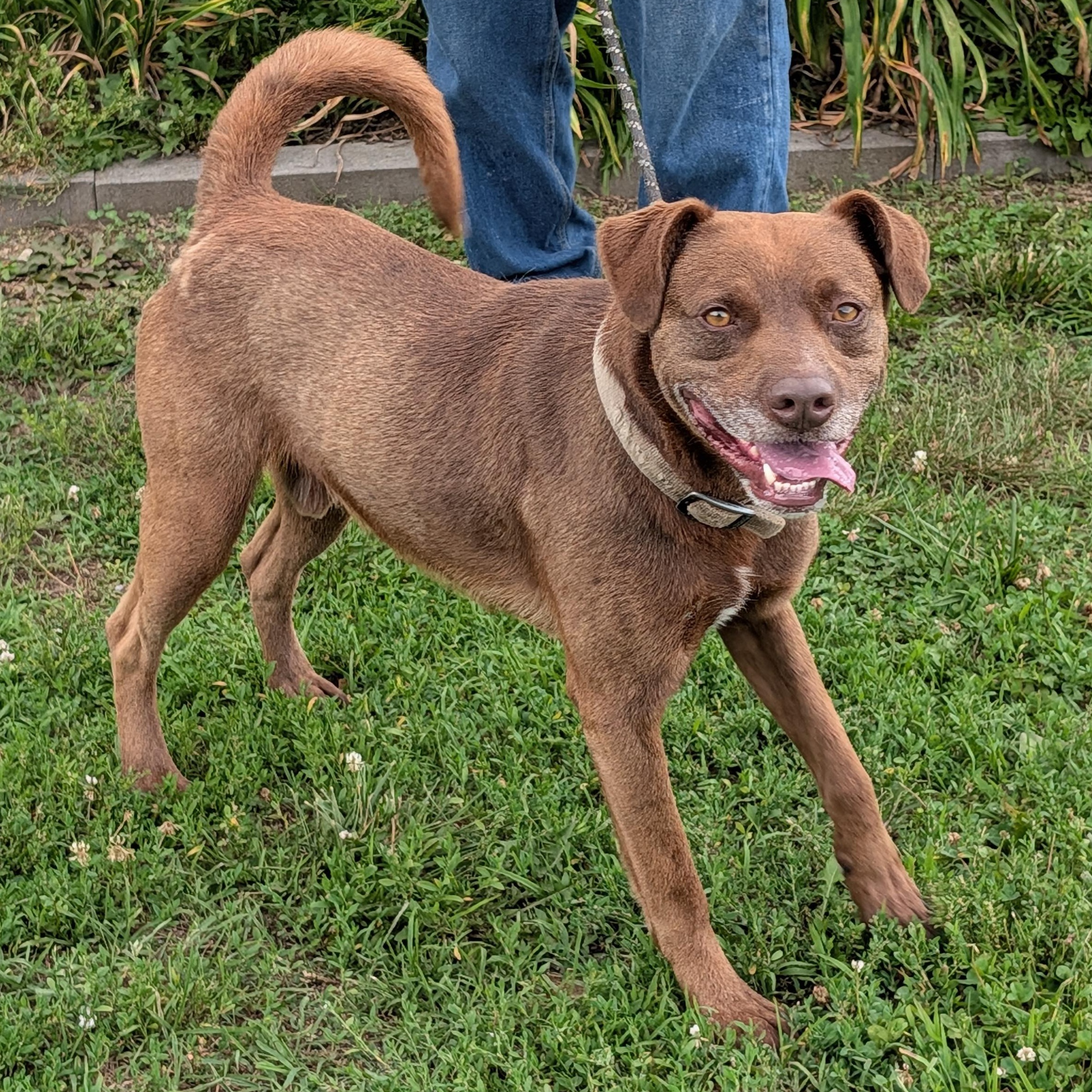 Brownie, ADOPTABLE, Young Male Chocolate Labrador Retriever.