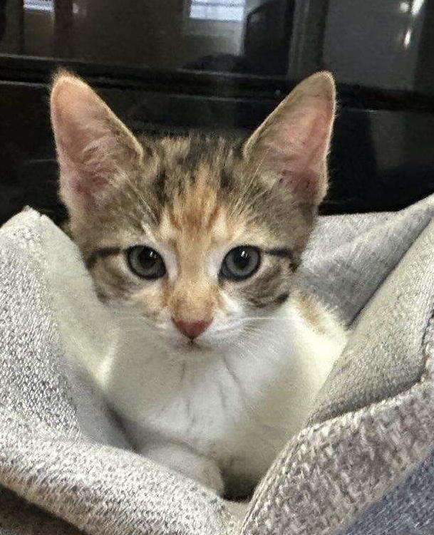 3 Adorable Calico Babies, an adopted Calico in Salem, NH image 2/4