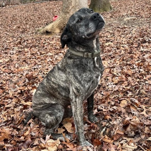 Brutus 2