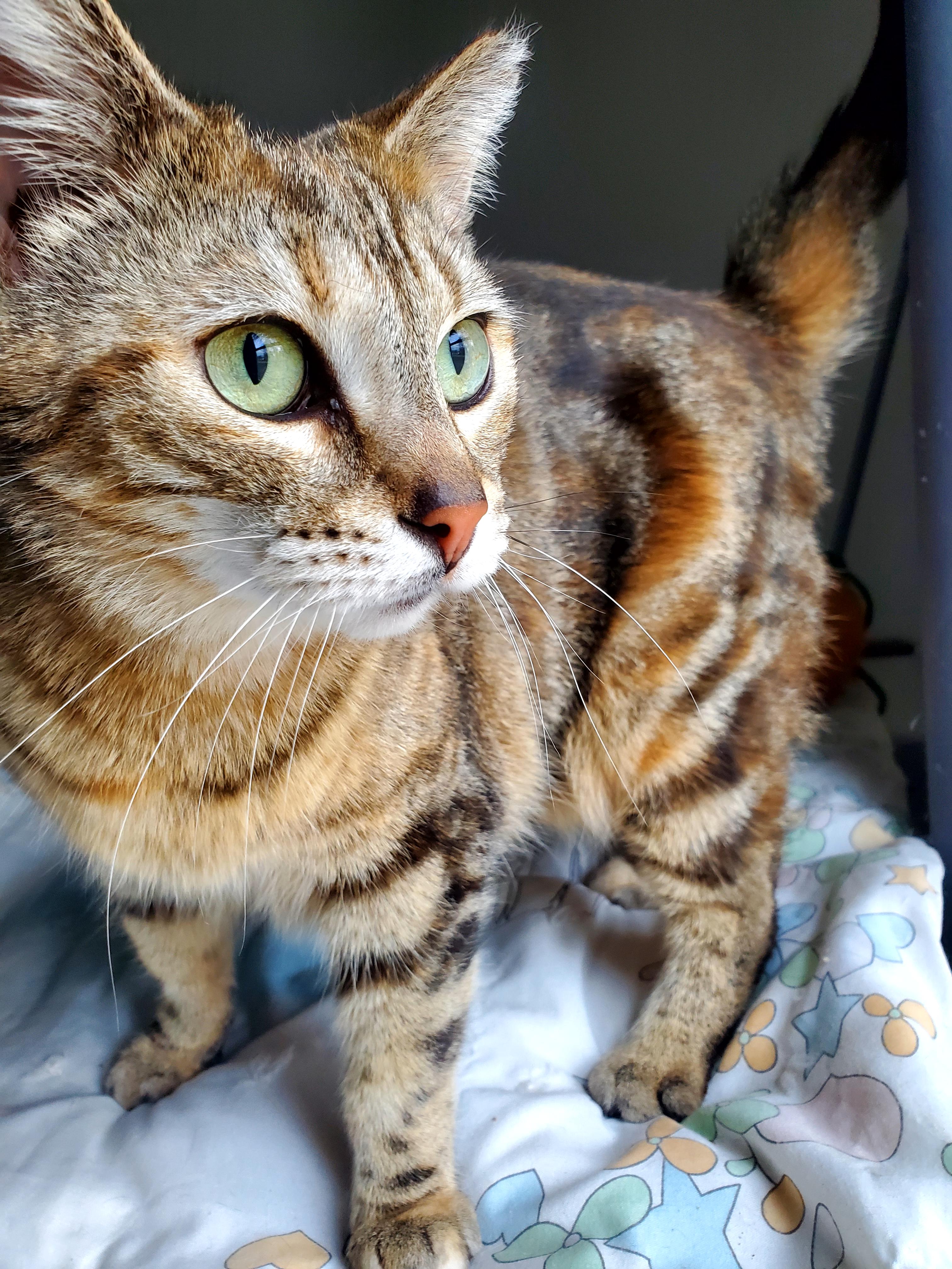 Rosie, a Adopted mixed breed in Gladwin, MI image 2/6