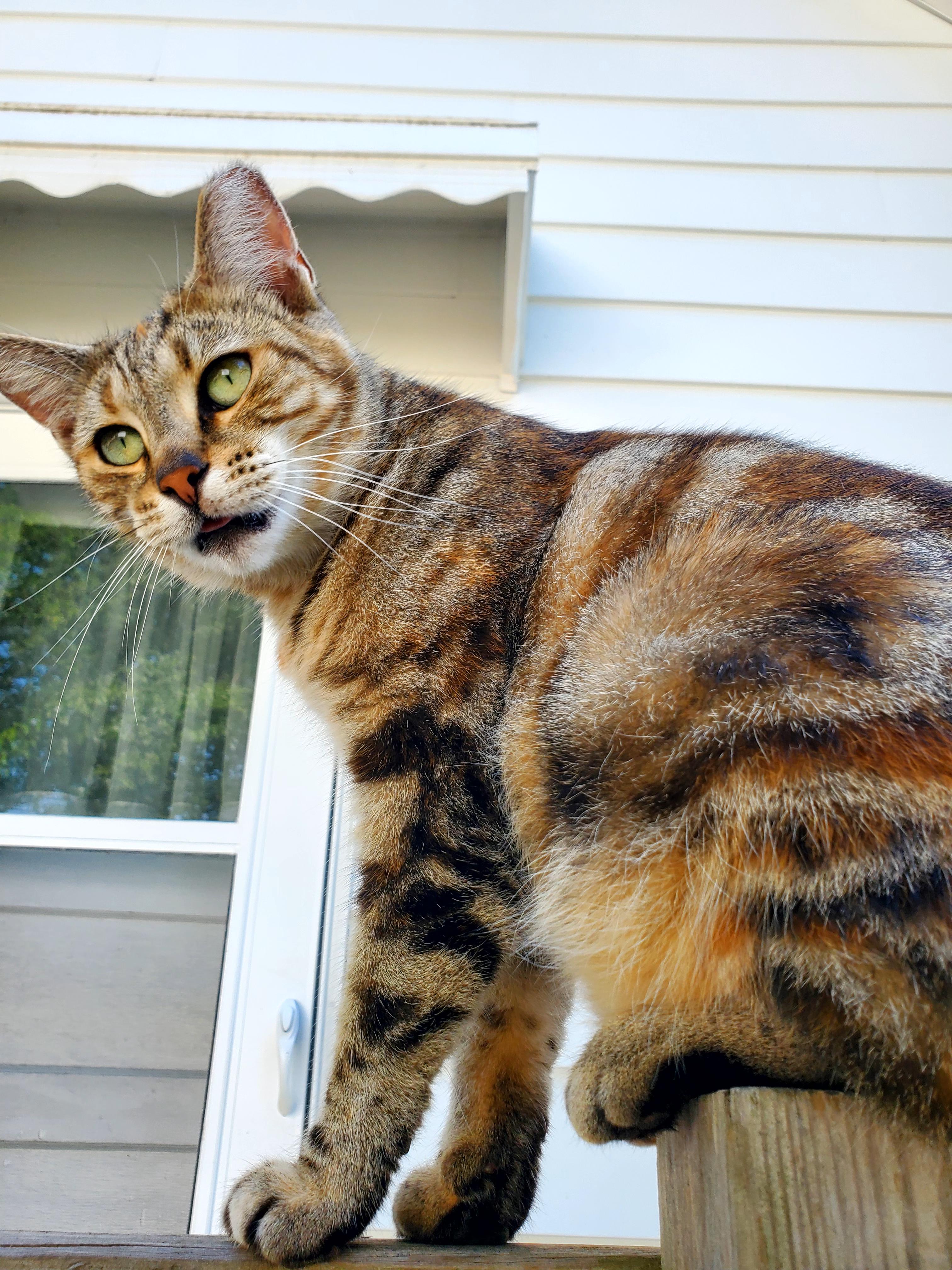 Rosie, a Adopted mixed breed in Gladwin, MI image 4/6