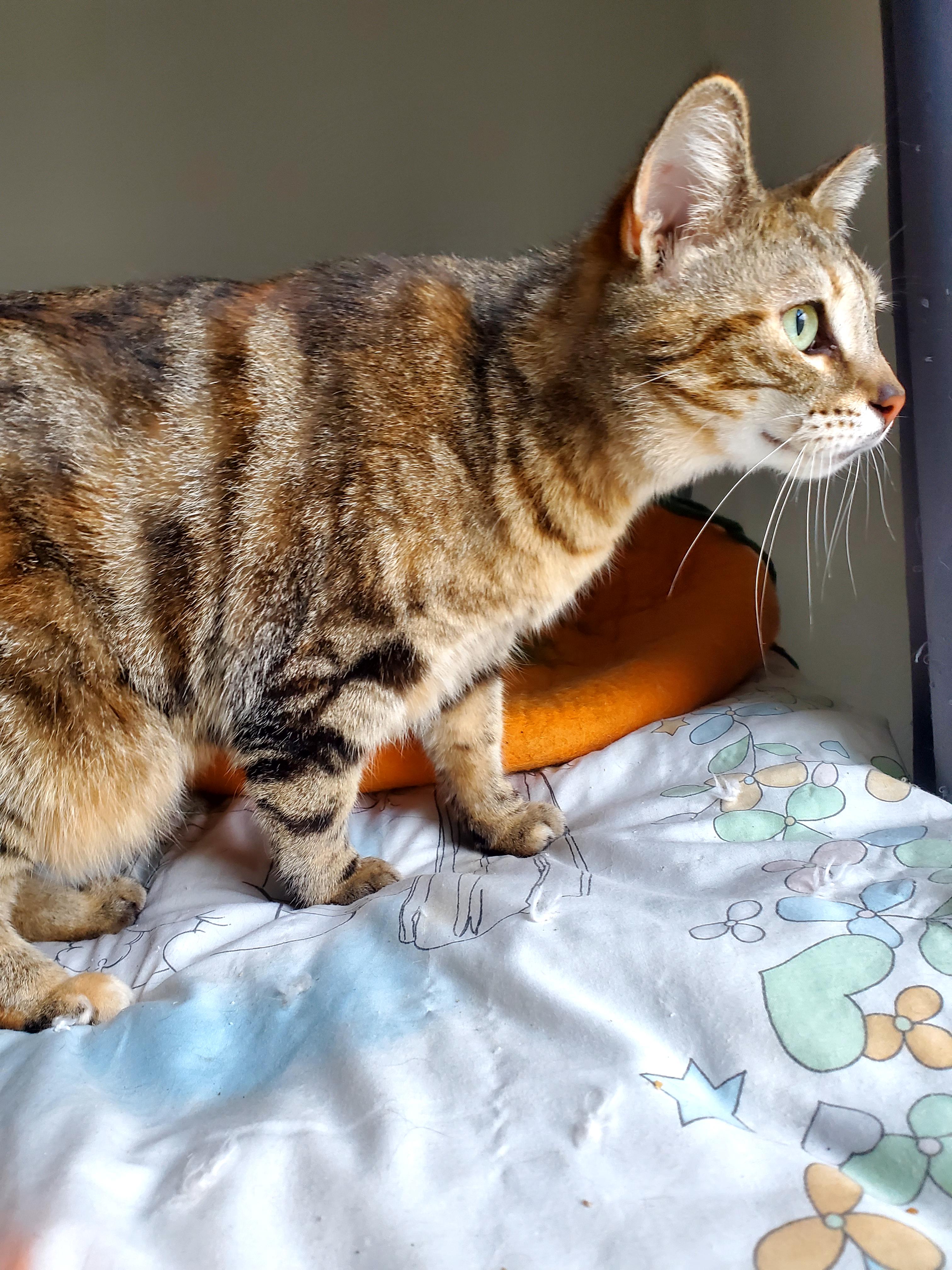 Rosie, a Adopted mixed breed in Gladwin, MI image 3/6