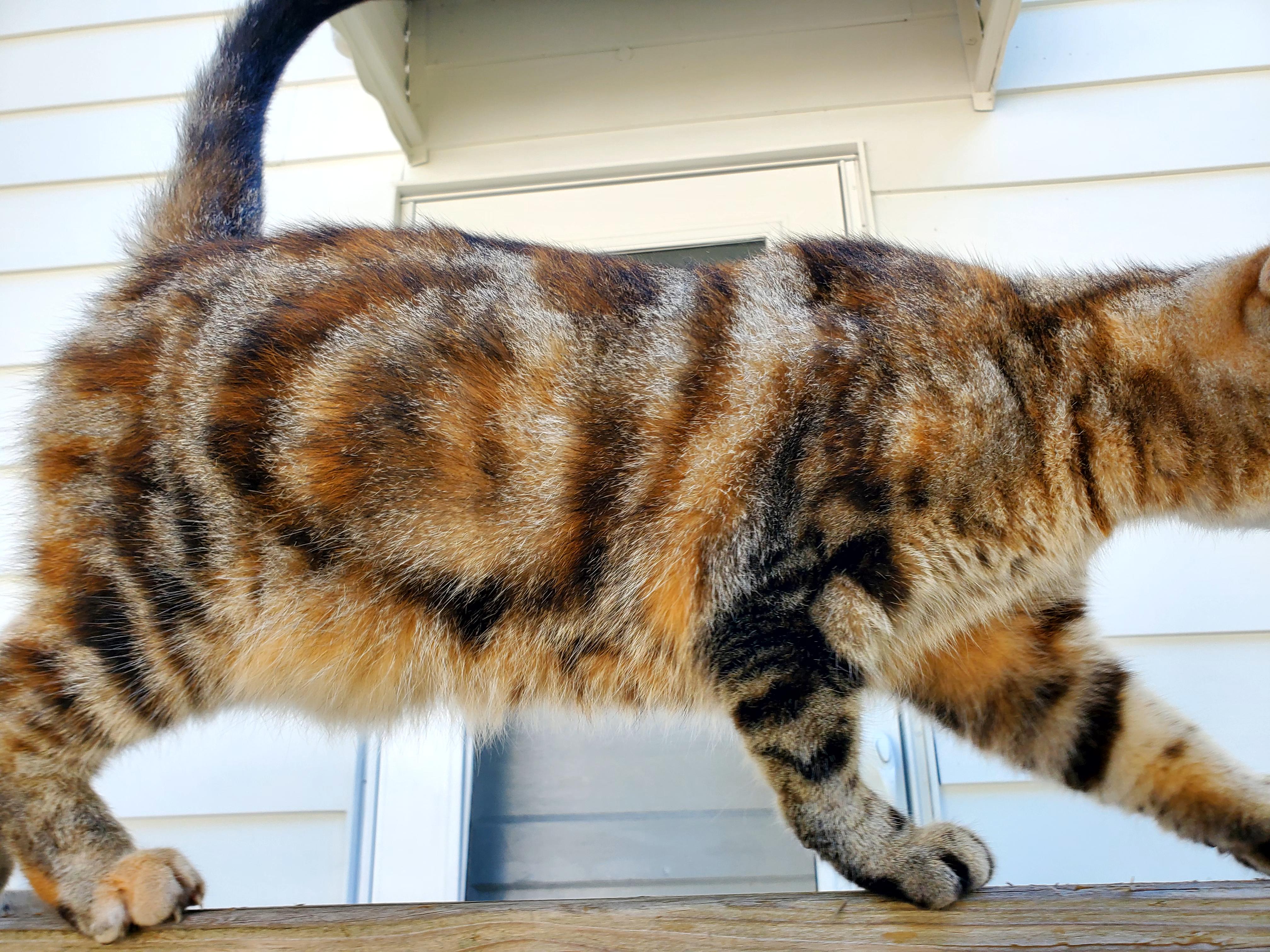 Rosie, a Adopted mixed breed in Gladwin, MI image 5/6