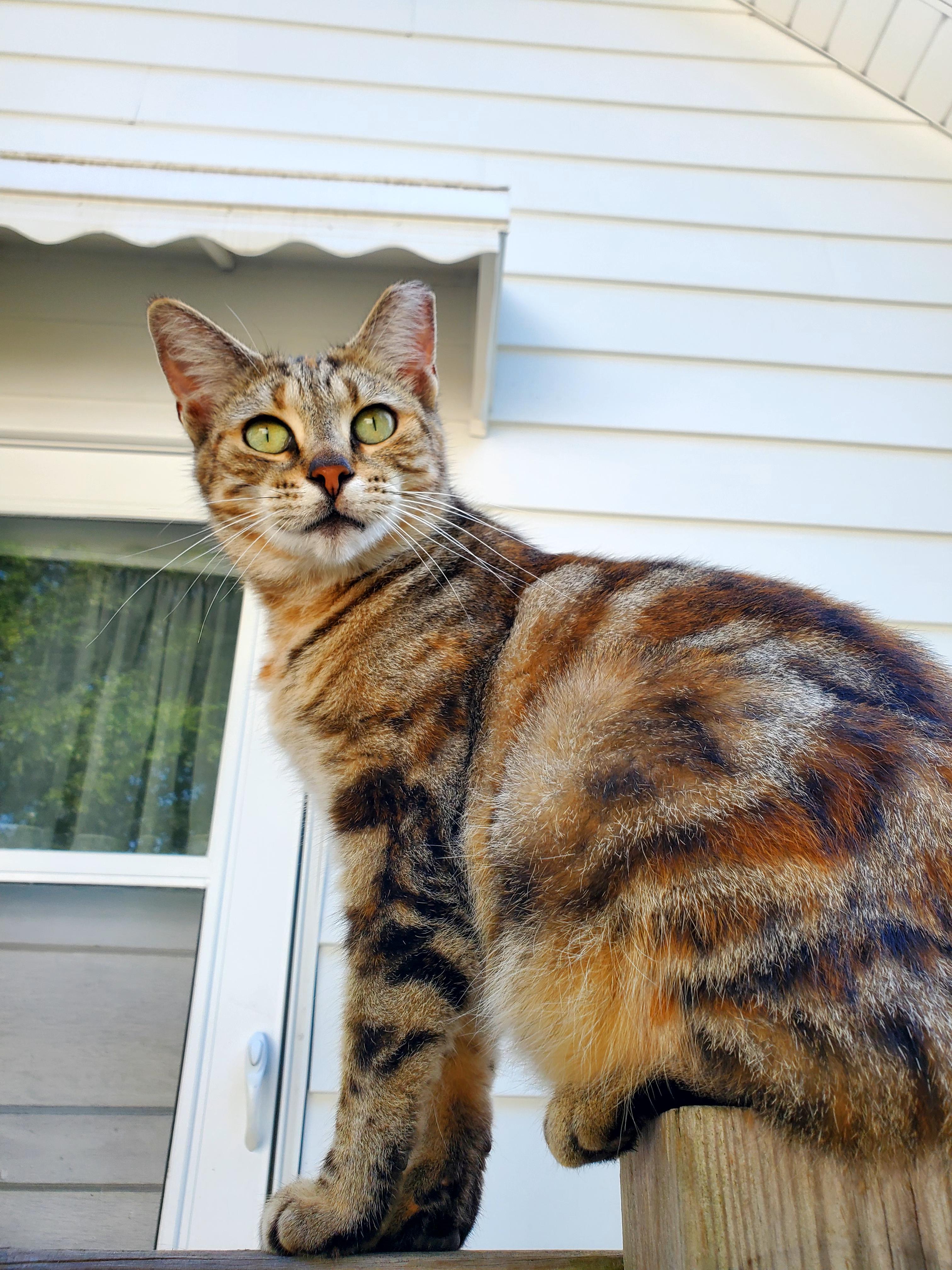 Rosie, a Adopted mixed breed in Gladwin, MI image 1/6