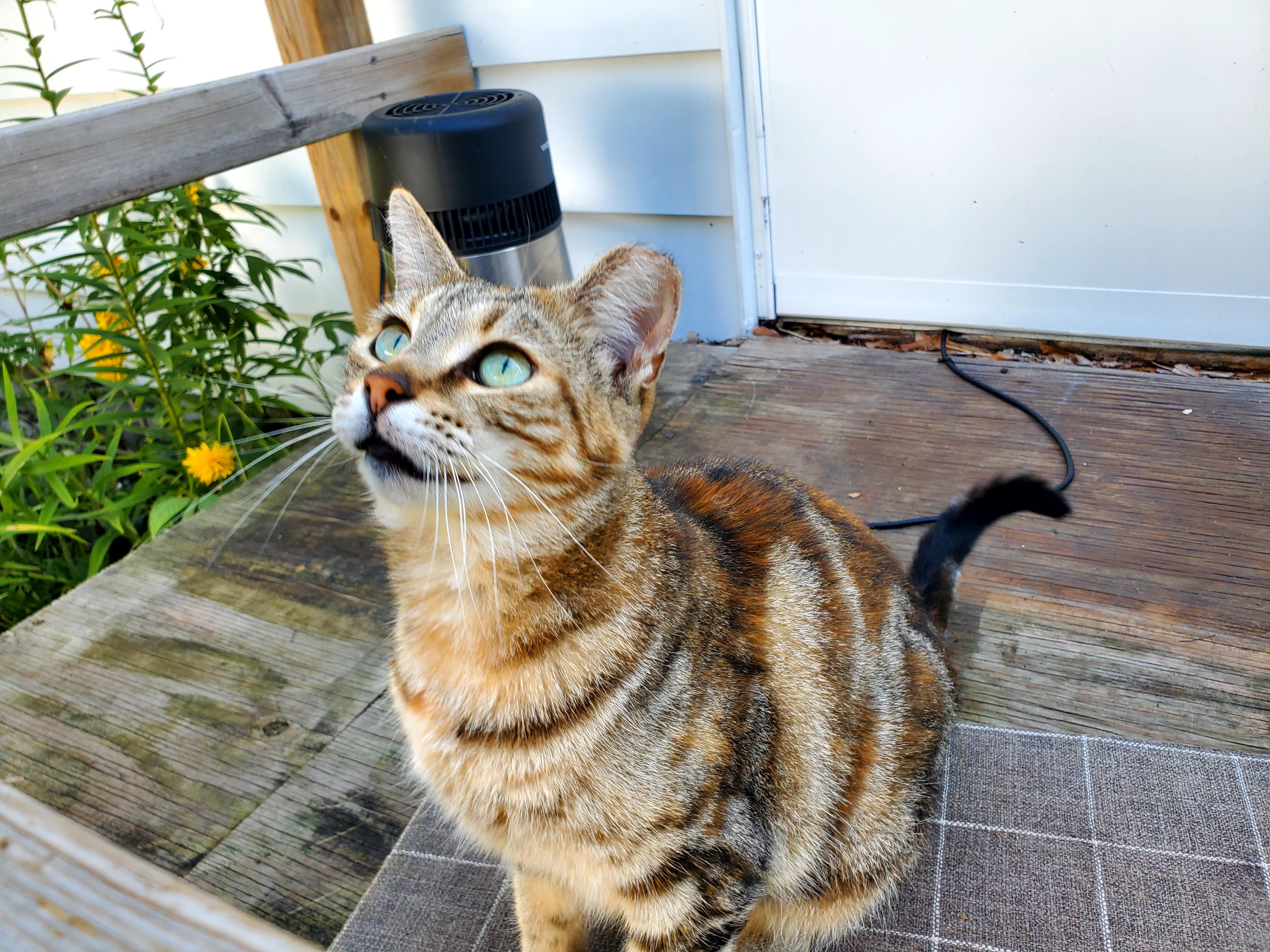 Rosie, a Adopted mixed breed in Gladwin, MI image 6/6