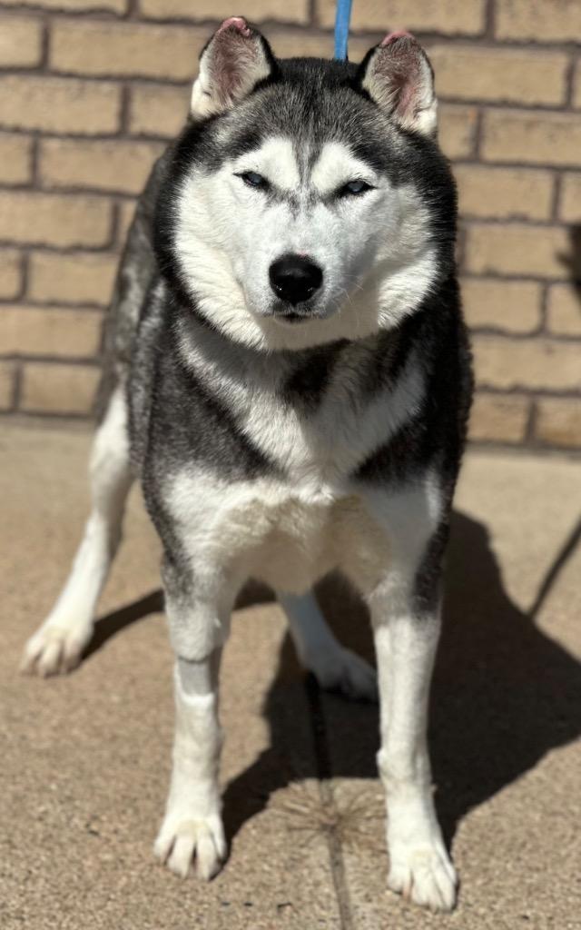 Isla, ADOPTABLE, Adult Female Siberian Husky.
