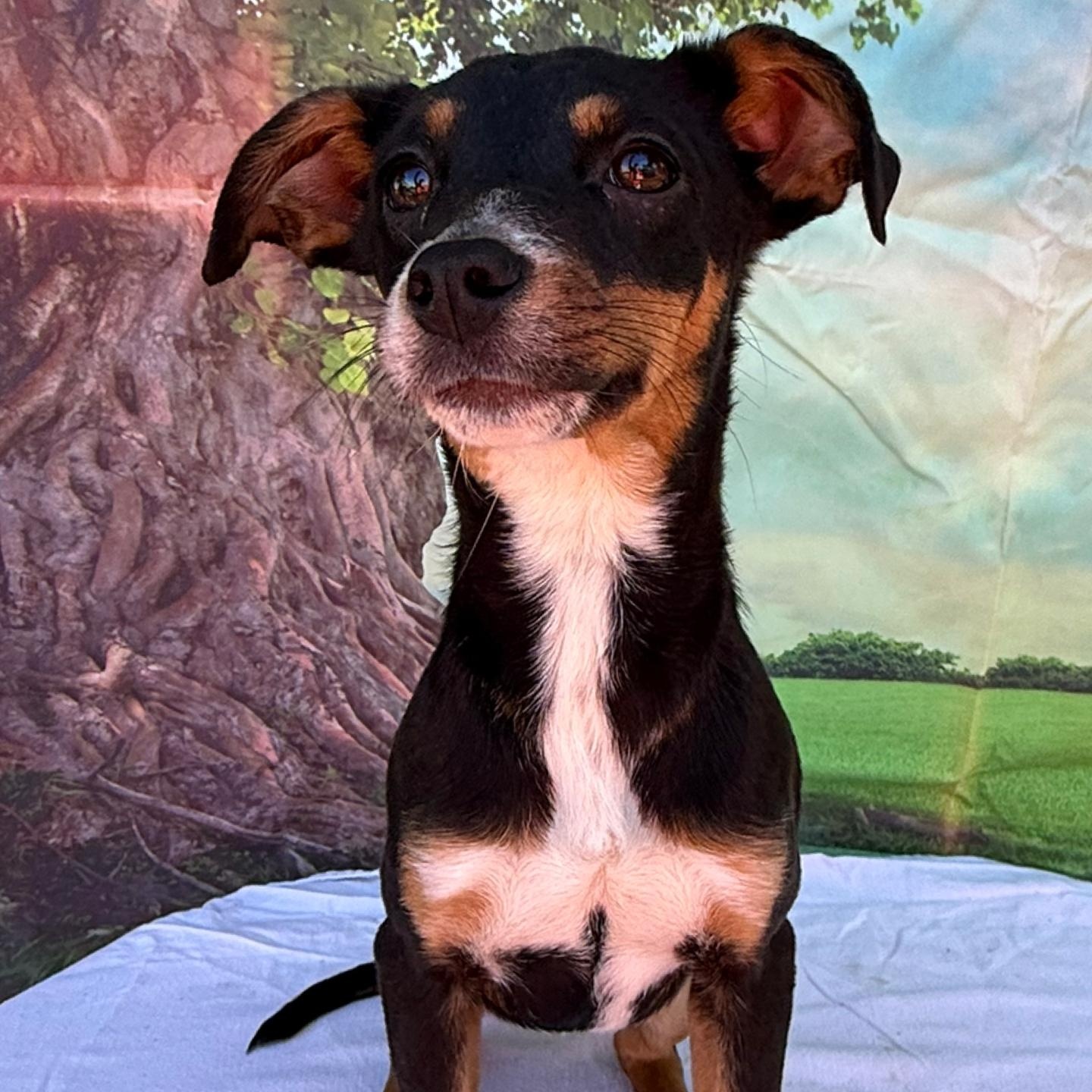 Enlarge Frolic, a other mixed breed in Tylertown, MS image 1/1