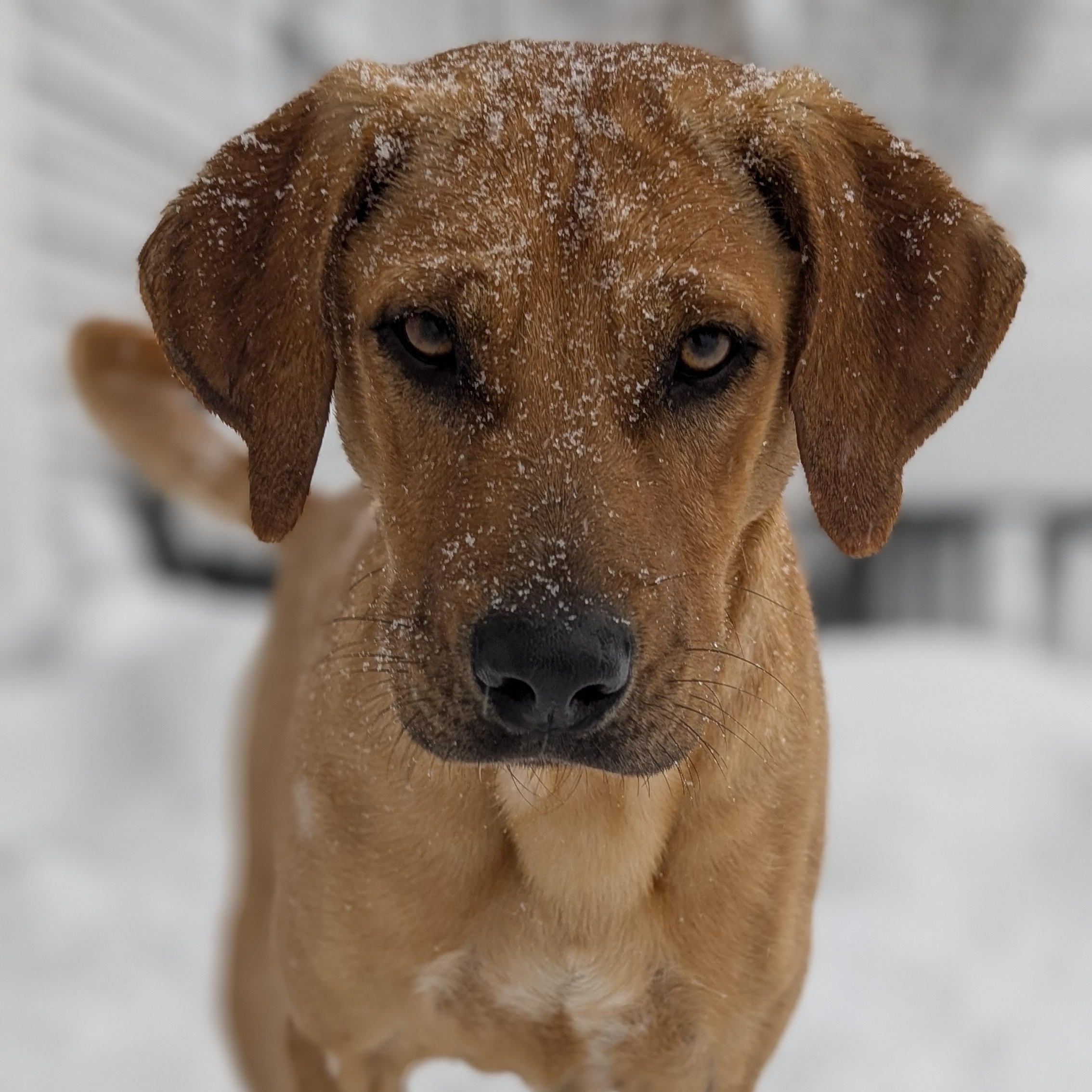 Enlarge Kamari, a Adoptable mixed breed in Avenel, NJ image 3/5