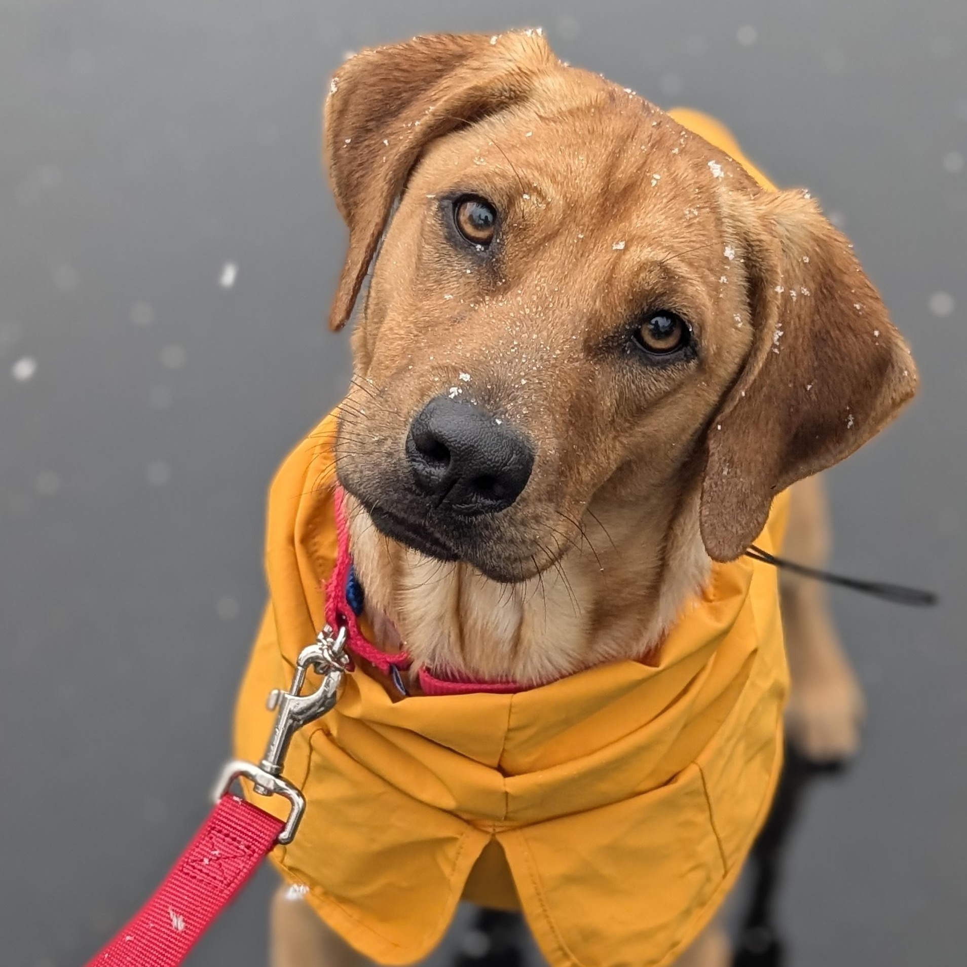 Kamari, adopted, Adult Male Mixed Breed & Labrador Retriever.