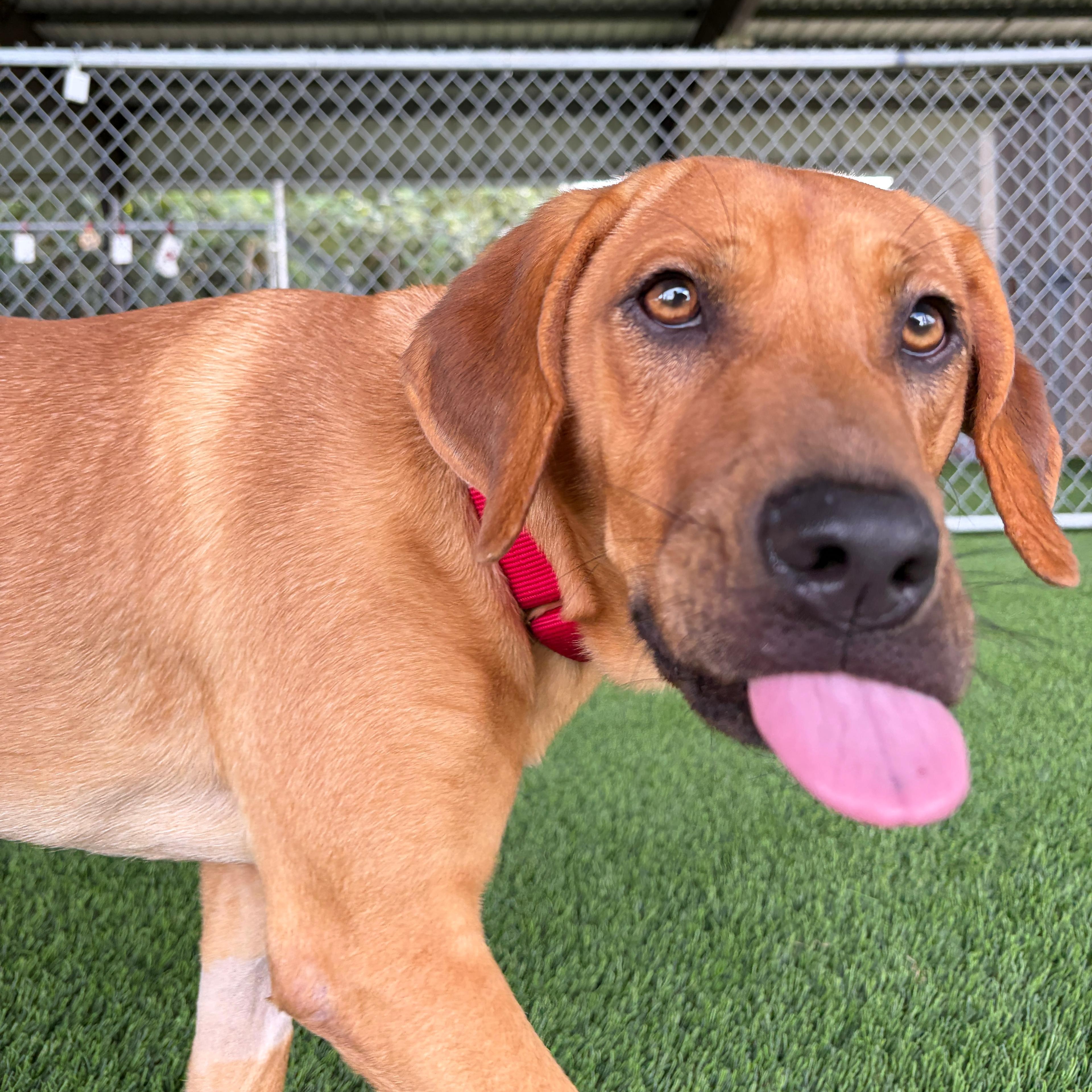 Enlarge Kamari, a Adoptable mixed breed in Avenel, NJ image 5/5