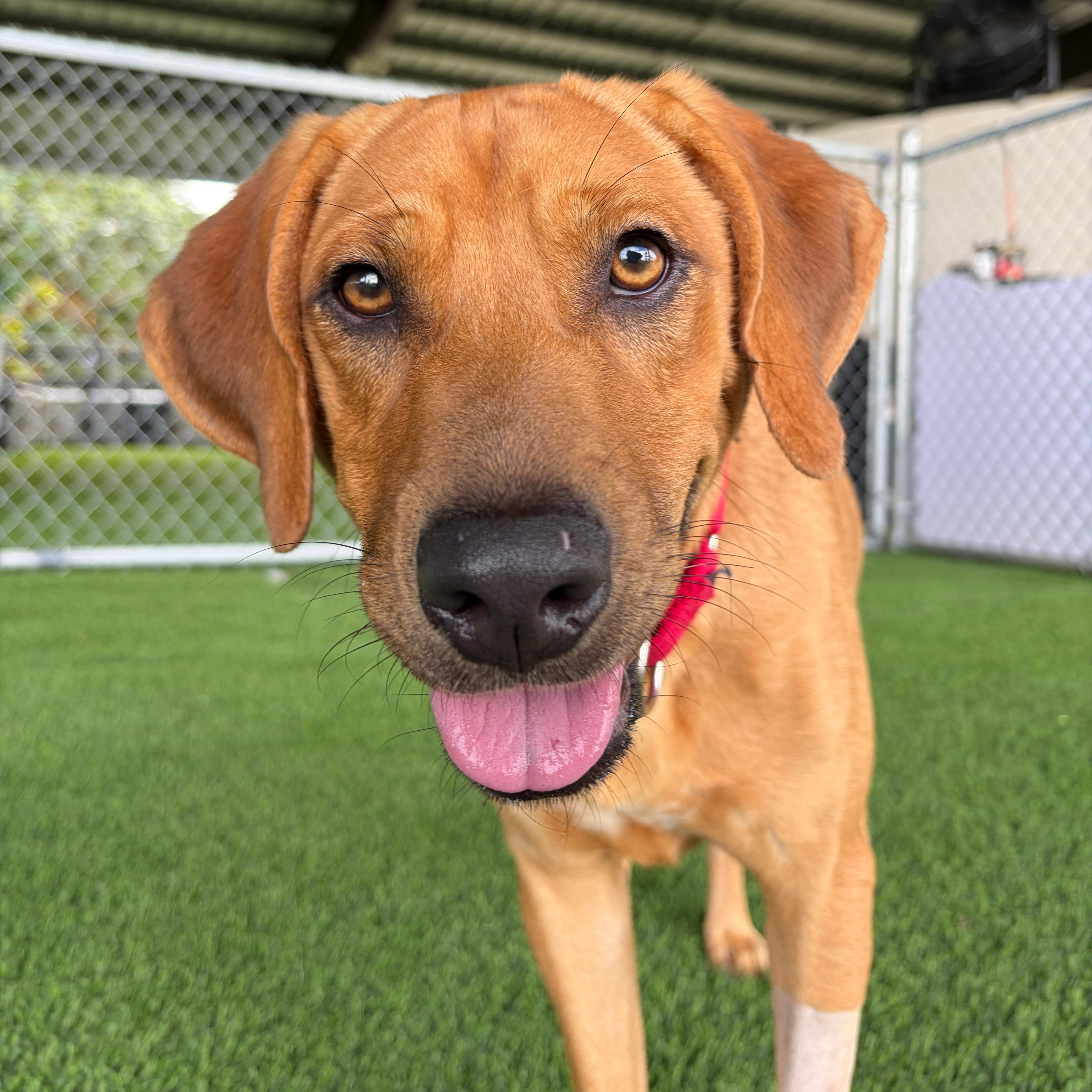 Enlarge Kamari, a Adoptable mixed breed in Avenel, NJ image 4/5