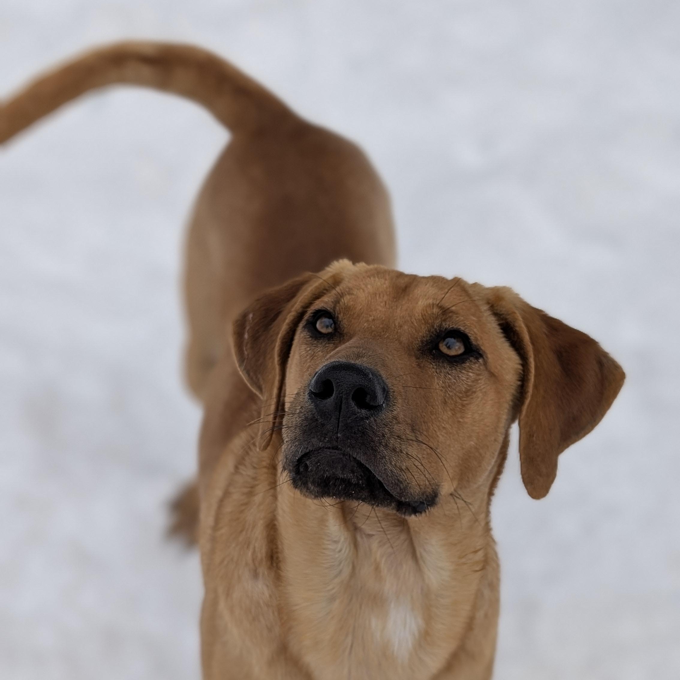 Enlarge Kamari, a Adoptable mixed breed in Avenel, NJ image 2/5