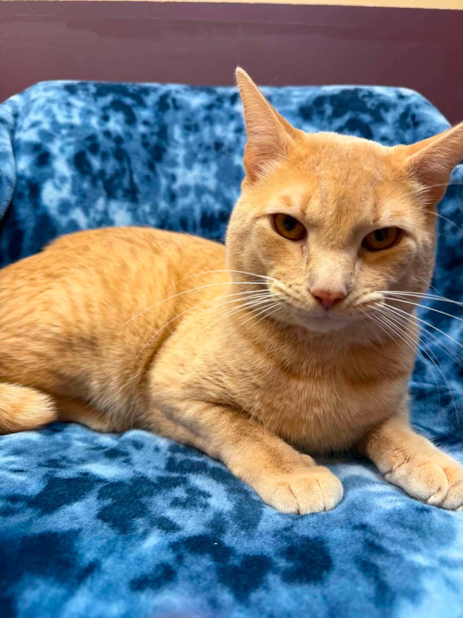 Oskar, ADOPTABLE, Young Male Domestic Short Hair.