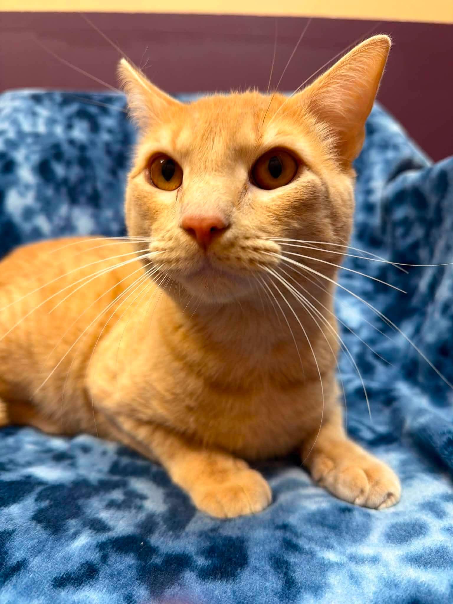 Oskar, a ADOPTABLE Domestic Short Hair in Alexandria, MN image 2/2