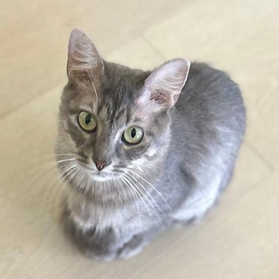 Dumpling, Adoptable, Adult Female Domestic Medium Hair.