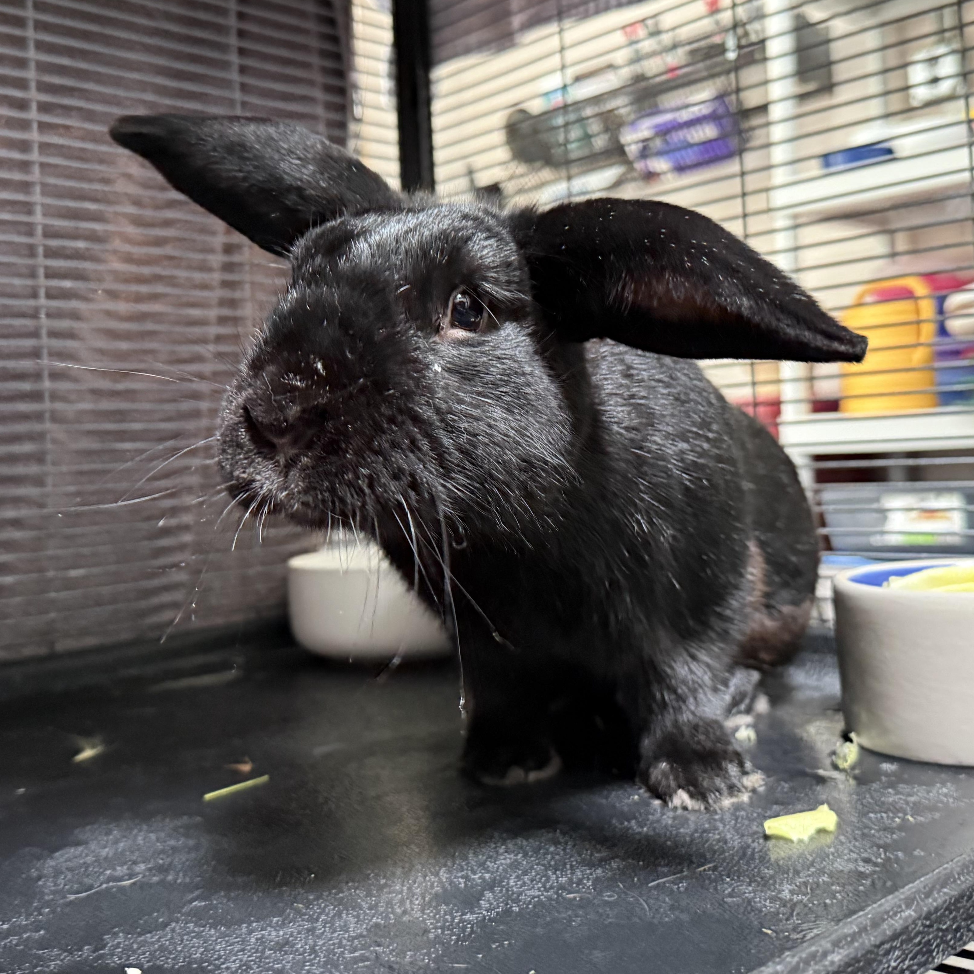 Enlarge Benjamin, a Adopted mixed breed in West Milford, NJ image 3/4