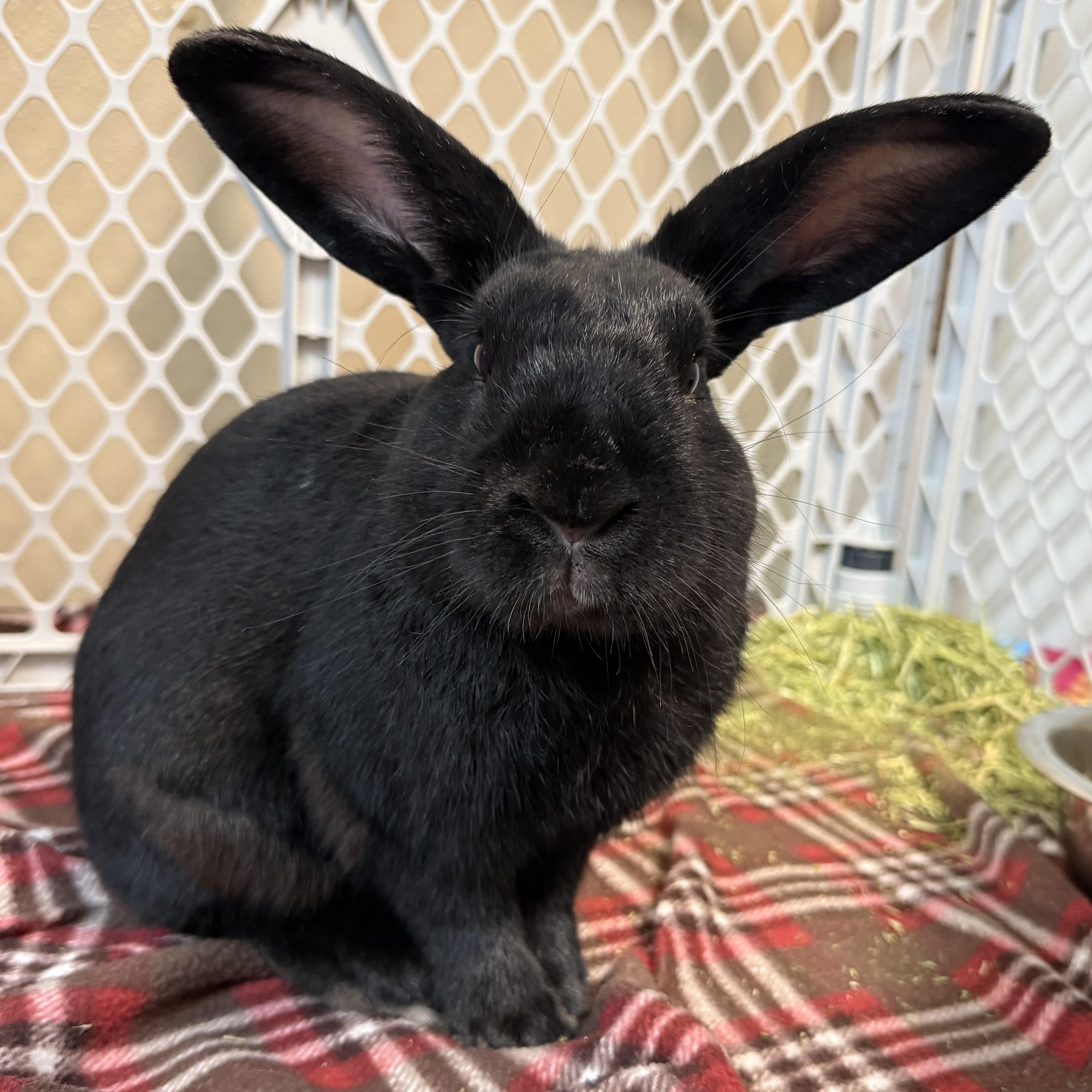 Enlarge Benjamin, a Adopted mixed breed in West Milford, NJ image 1/4