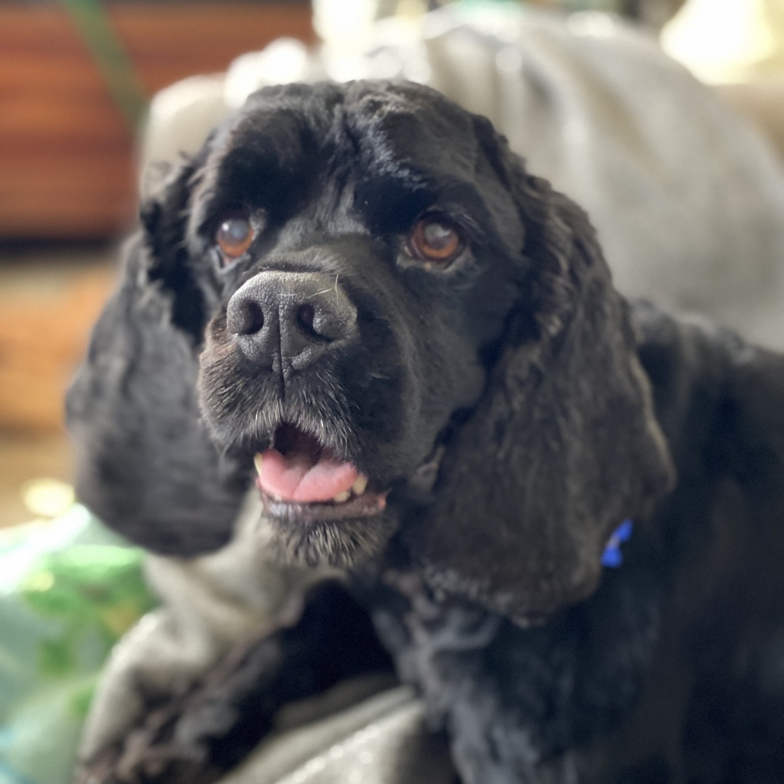 Weston, a Adoptable Cocker Spaniel in Cape Coral, FL image 2/6