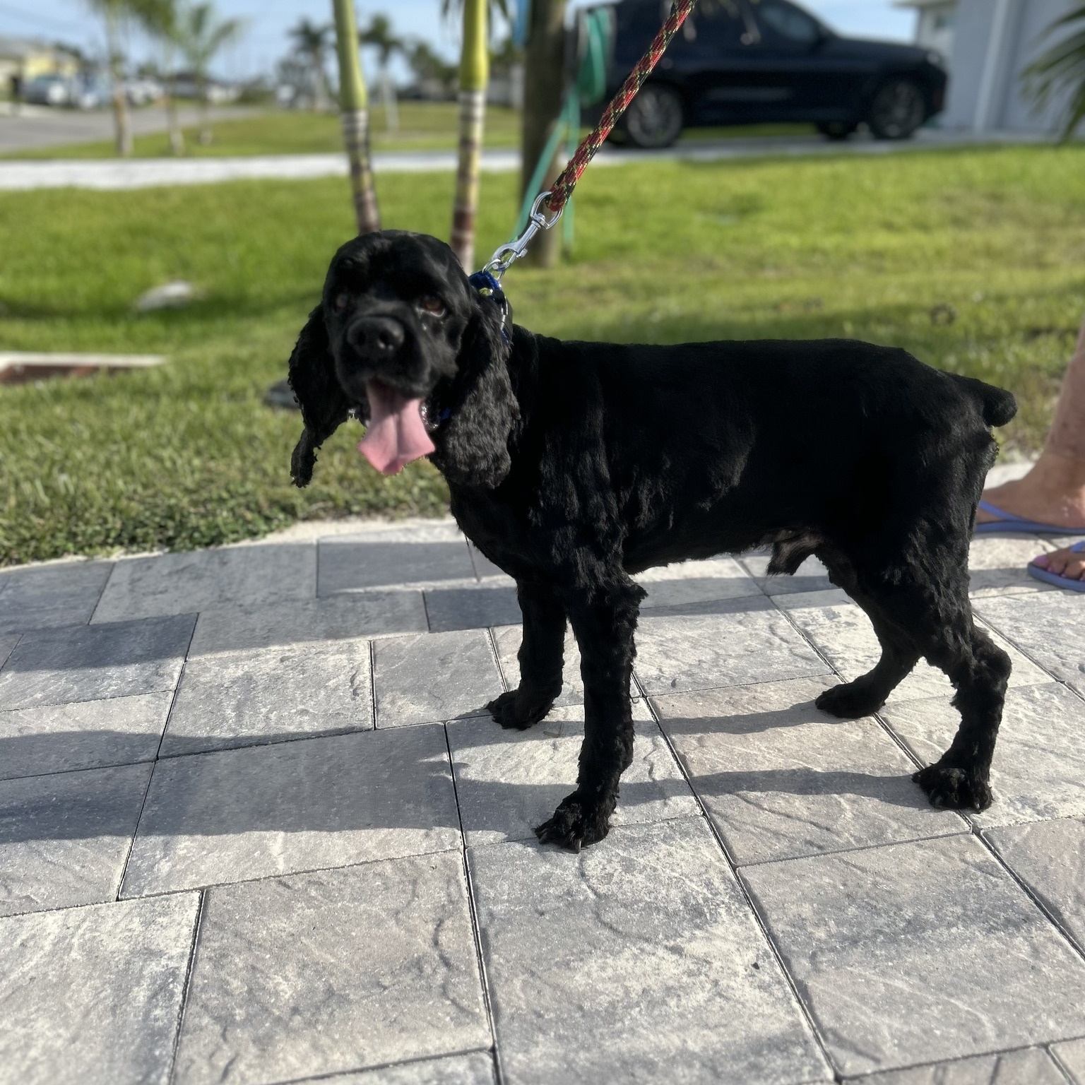 Weston, a Adoptable Cocker Spaniel in Cape Coral, FL image 3/6
