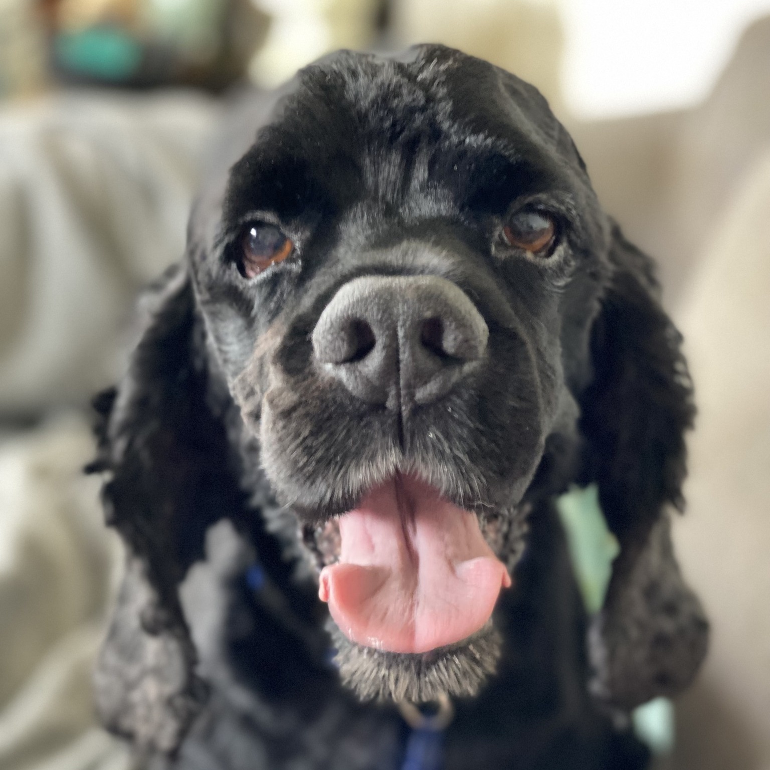 Weston, a Adoptable Cocker Spaniel in Cape Coral, FL image 1/6