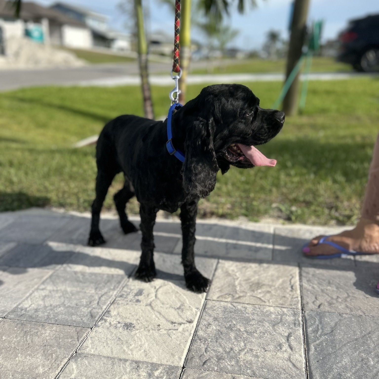Weston, a Adoptable Cocker Spaniel in Cape Coral, FL image 6/6