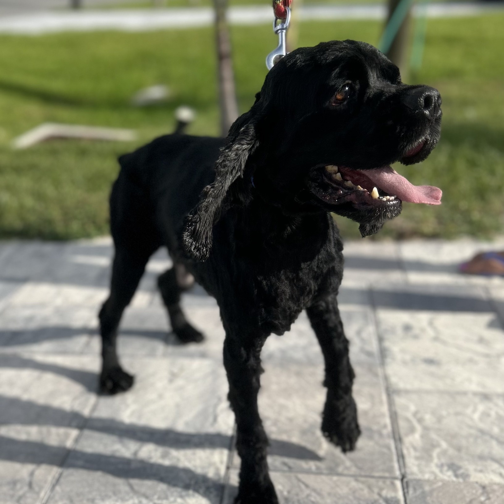 Weston, a Adoptable Cocker Spaniel in Cape Coral, FL image 5/6