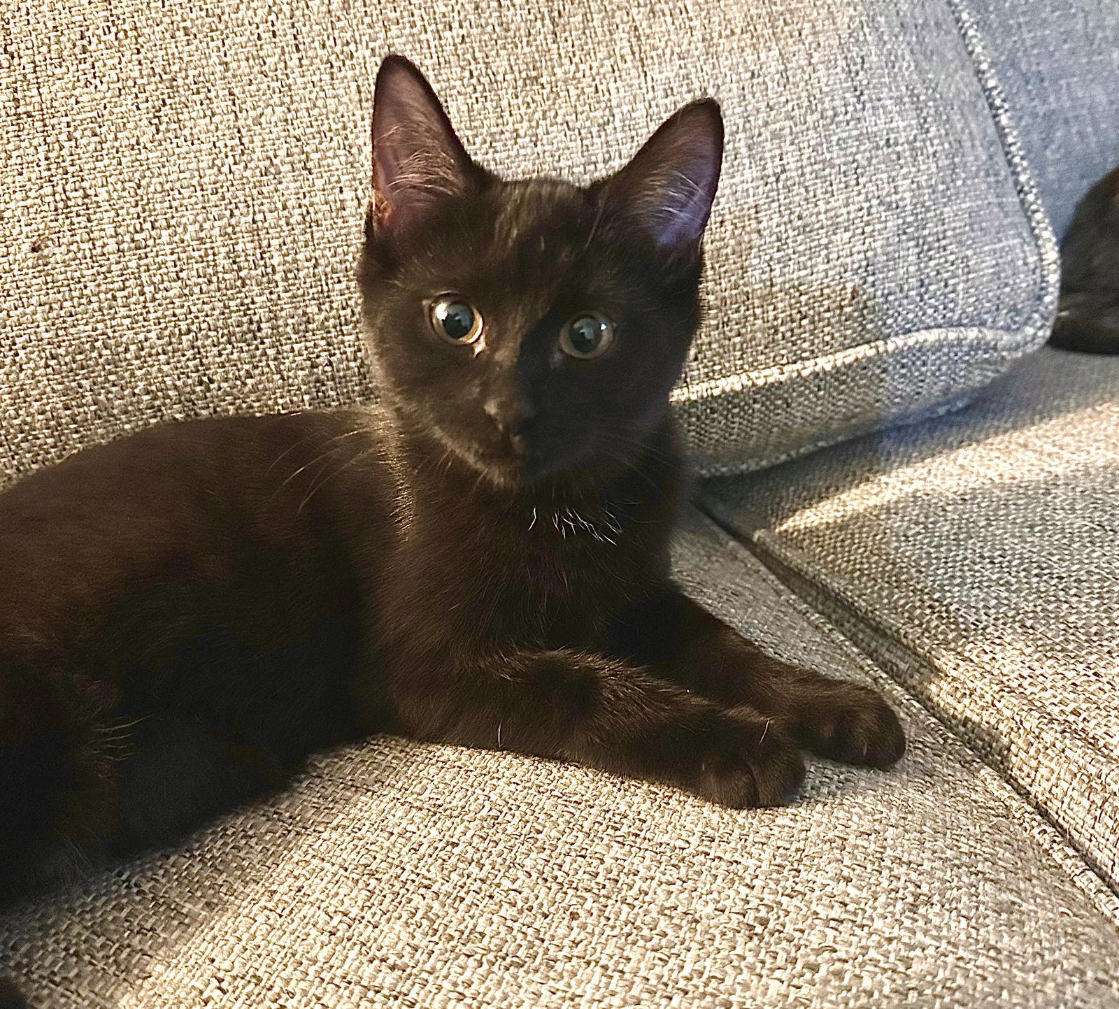 Jill, Adoptable, Adult Female Domestic Short Hair.