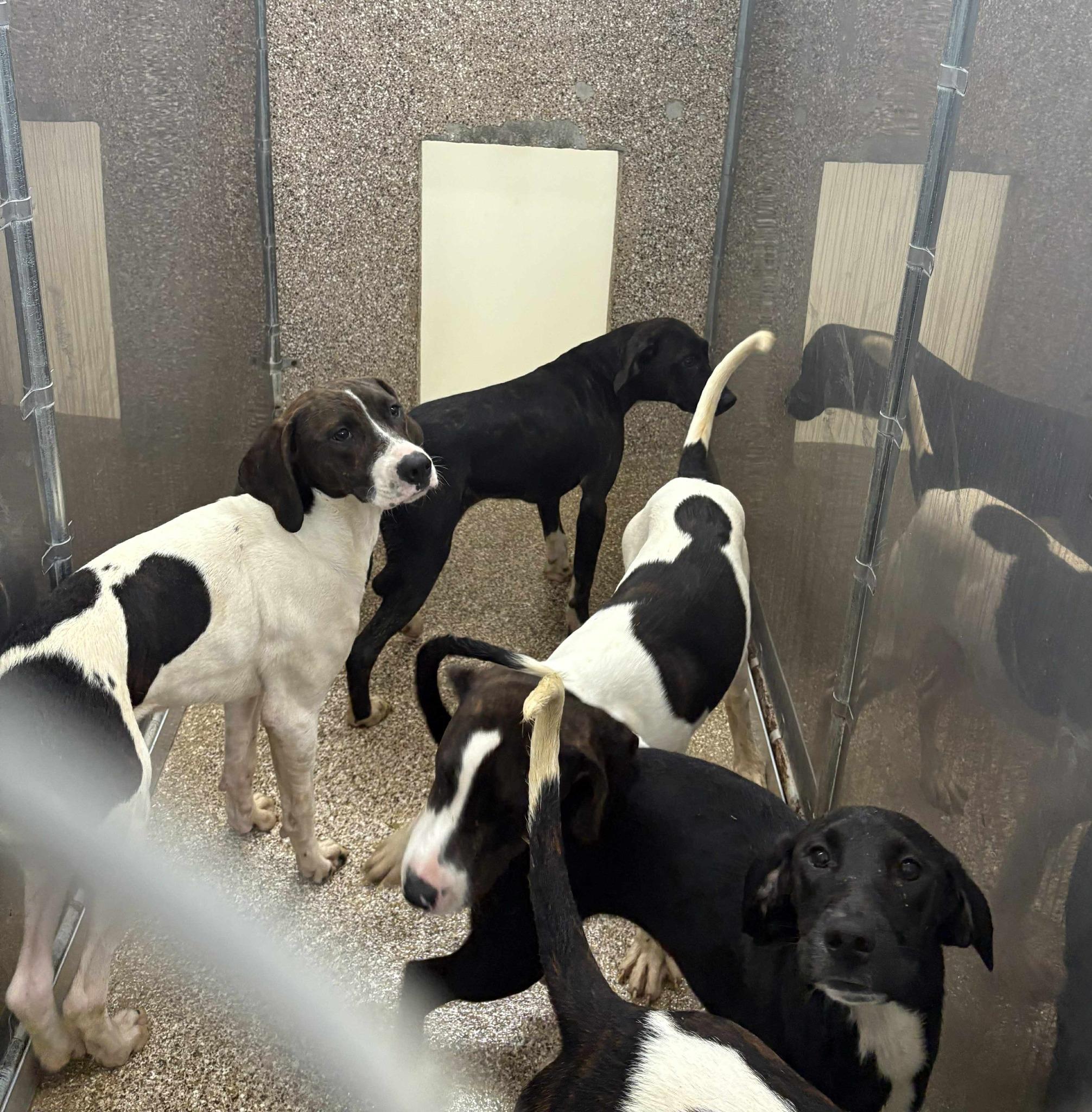 Five Hound Mix Pups