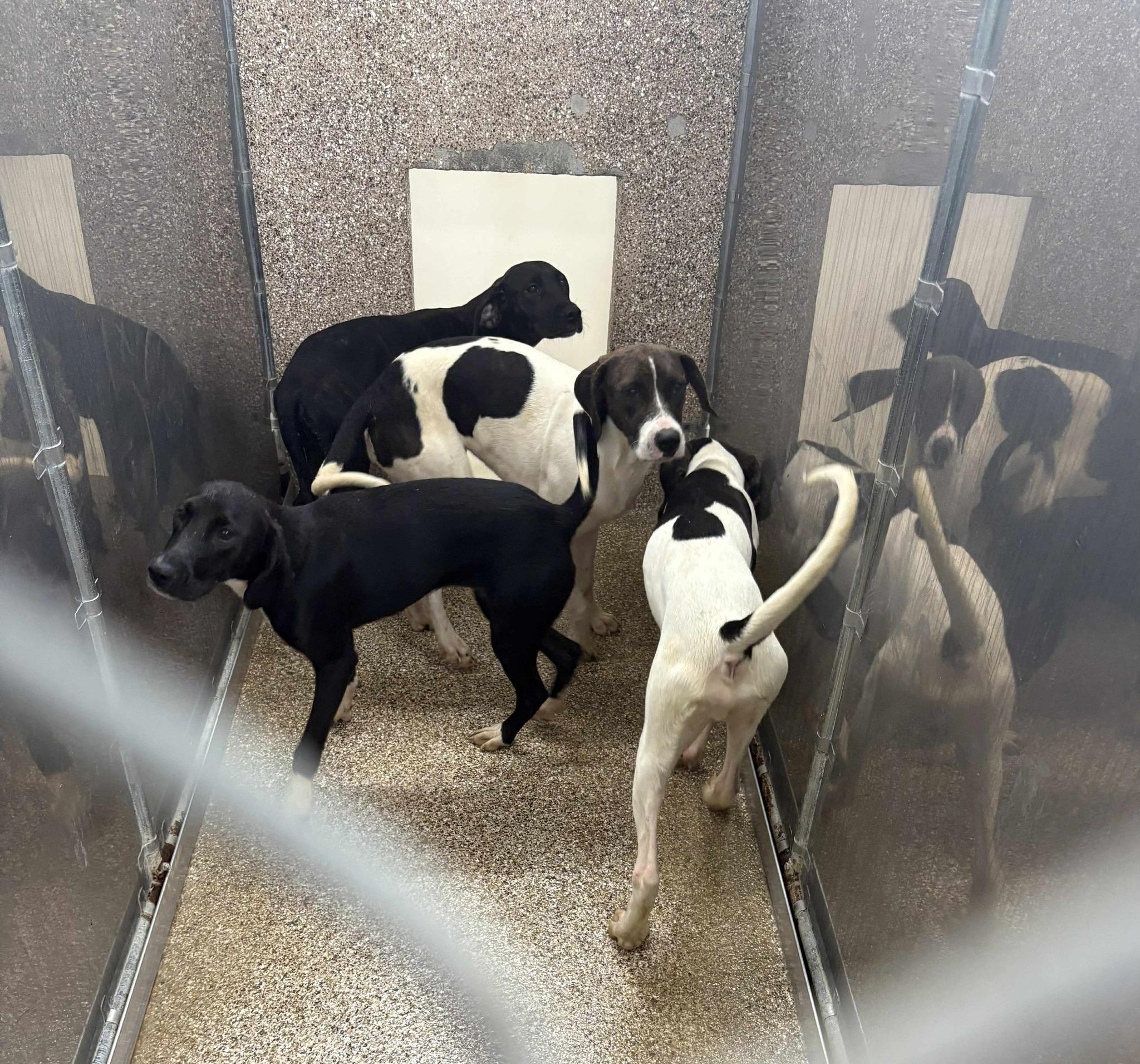 Five Hound Mix Pups thumbnail 2