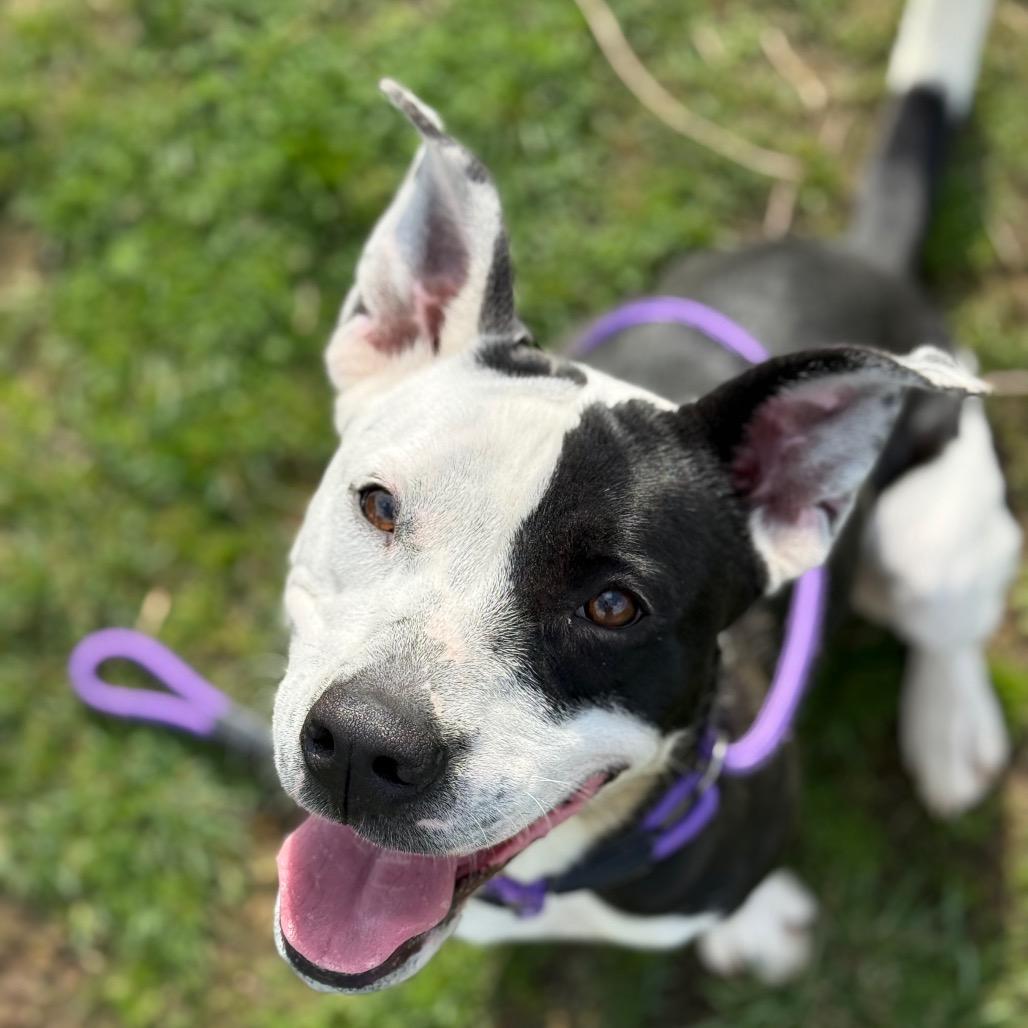 Enlarge Momma Rupaw, a Adoptable Mixed Breed in Jeffersonville, IN image 1/6