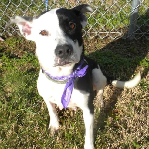 Momma Rupaw, Adoptable, Puppy Female Mixed Breed.