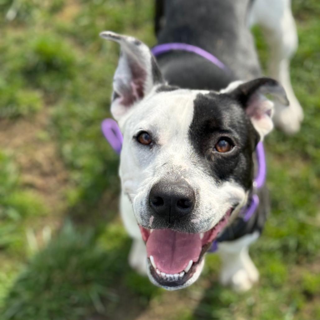 Enlarge Momma Rupaw, a Adoptable Mixed Breed in Jeffersonville, IN image 3/6