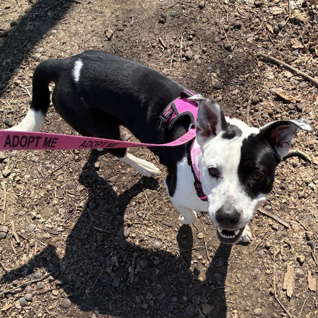 Enlarge Momma Rupaw, a Adoptable Mixed Breed in Jeffersonville, IN image 4/6