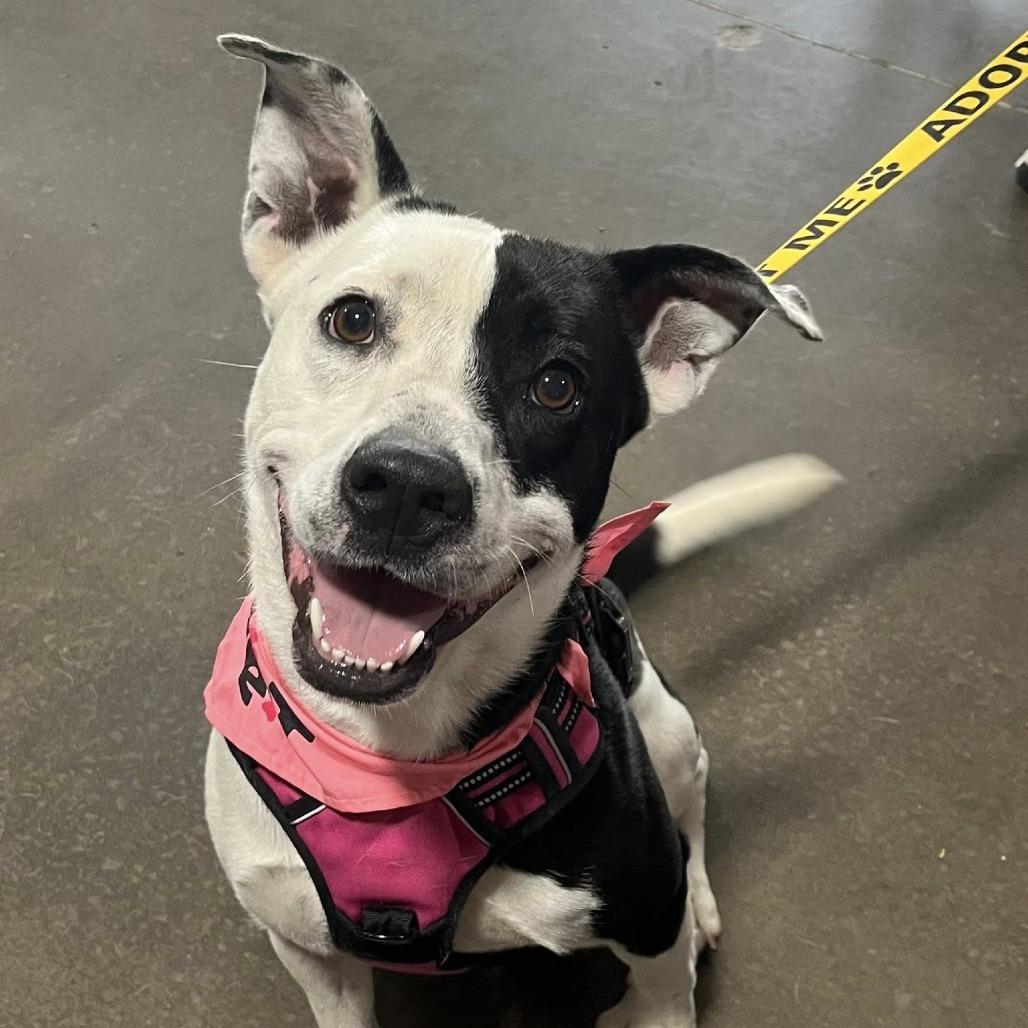 Enlarge Momma Rupaw, a Adoptable Mixed Breed in Jeffersonville, IN image 5/6