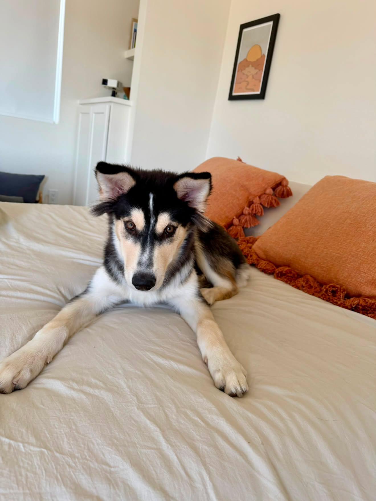 Mochi, ADOPTABLE, Puppy Male Husky.