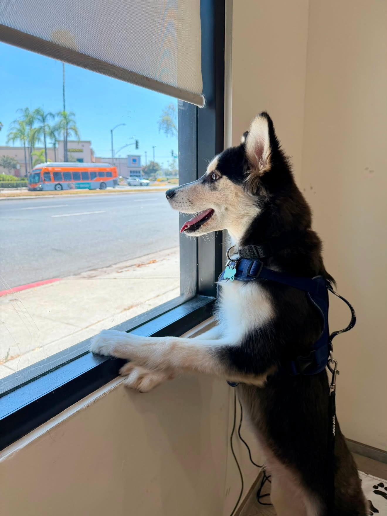 Enlarge Mochi, a ADOPTABLE Husky in South Pasadena, CA image 4/5