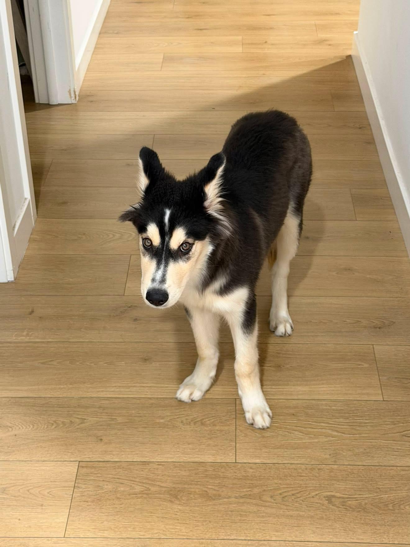 Enlarge Mochi, a ADOPTABLE Husky in South Pasadena, CA image 5/5