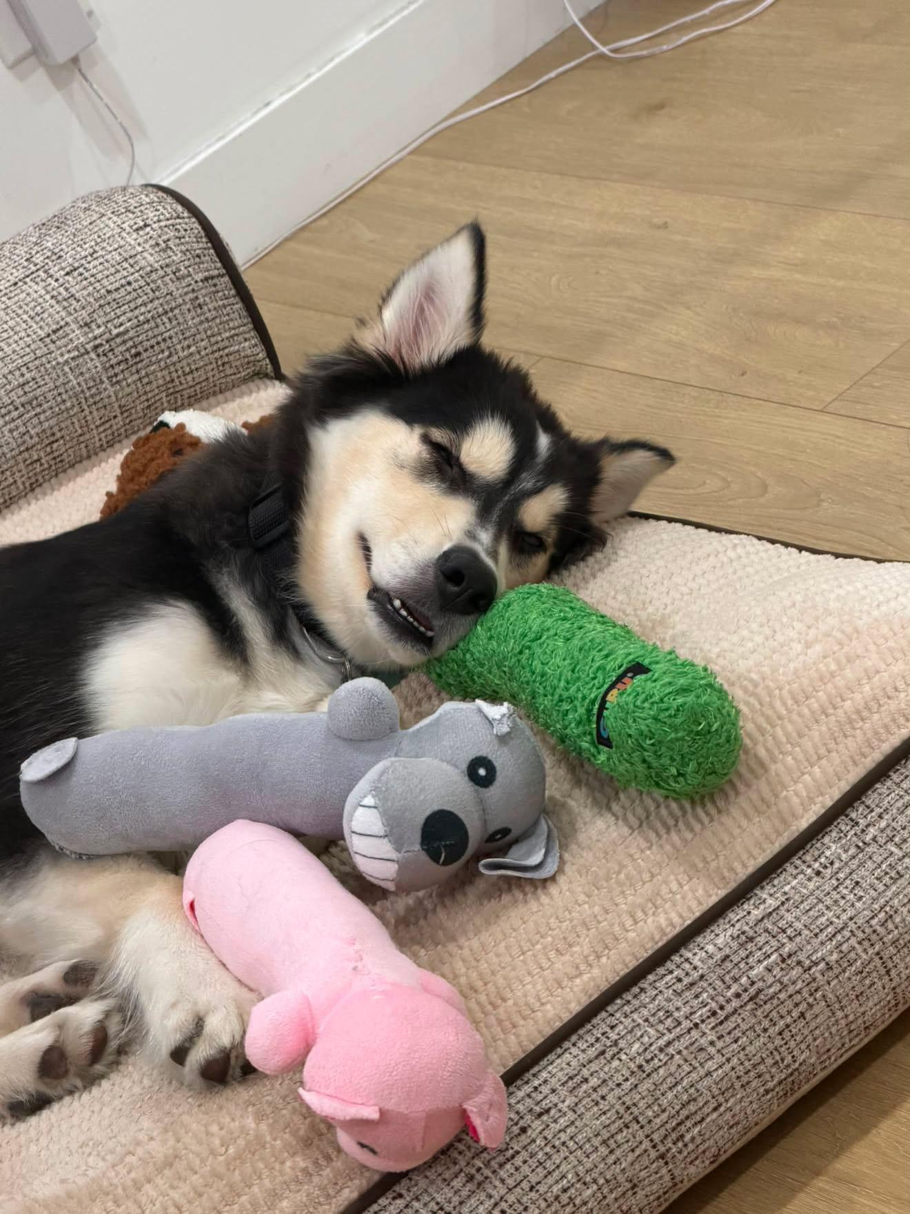 Enlarge Mochi, a ADOPTABLE Husky in South Pasadena, CA image 3/5