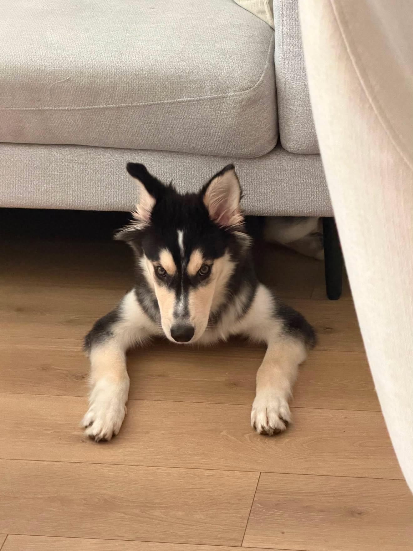 Enlarge Mochi, a ADOPTABLE Husky in South Pasadena, CA image 2/5