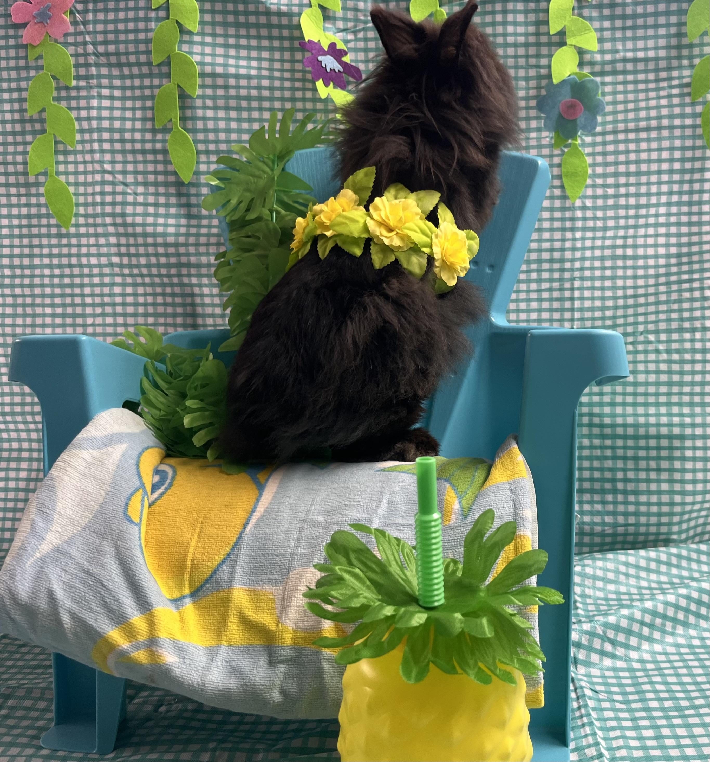 Beatrice , a ADOPTABLE Lionhead in Jefferson, LA image 3/3
