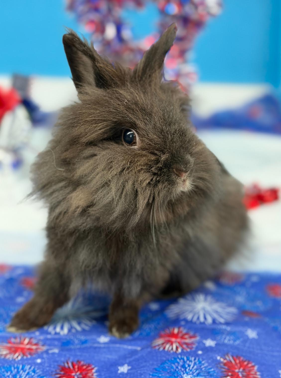 Beatrice , a ADOPTABLE Lionhead in Jefferson, LA image 1/3