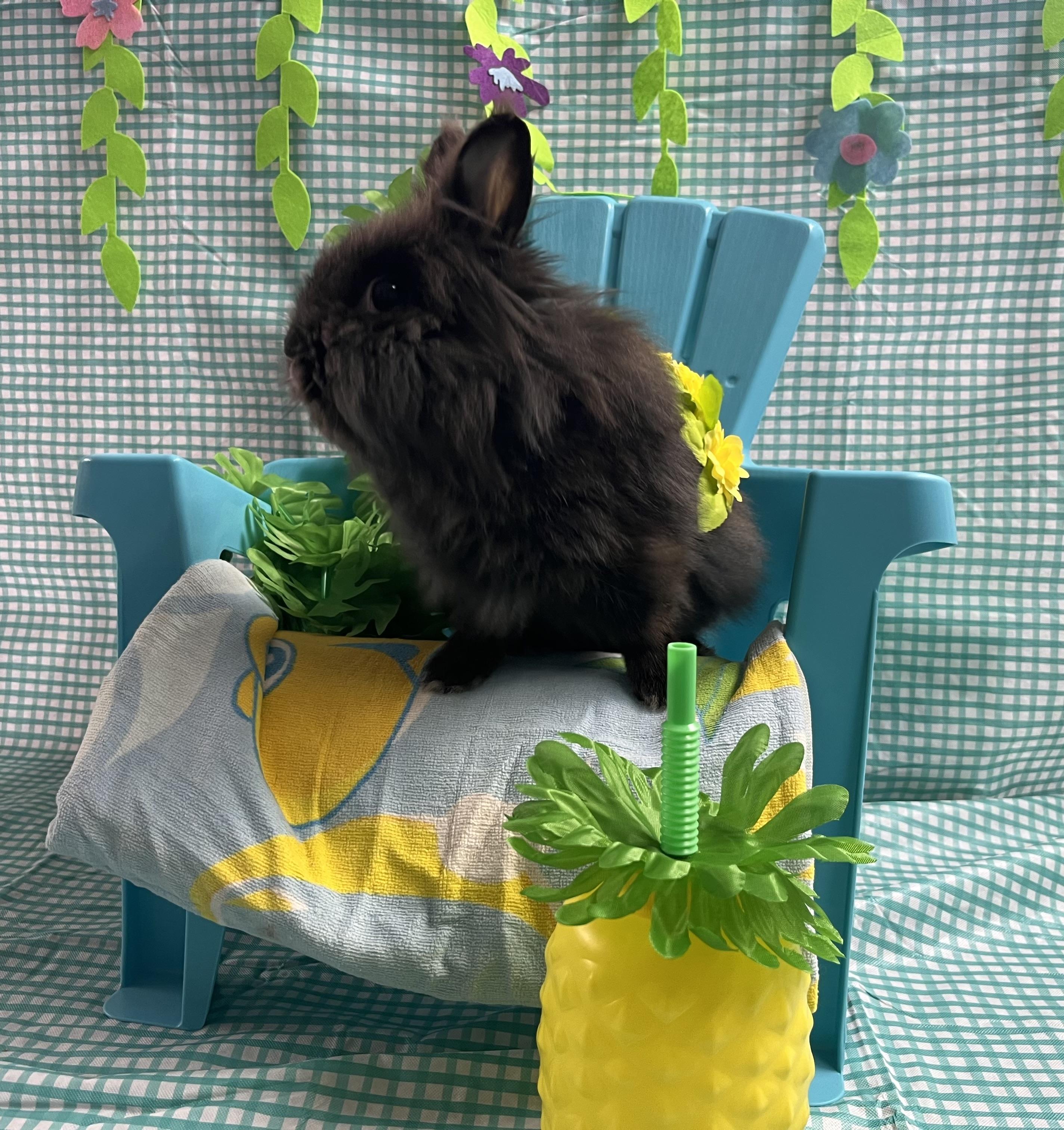 Beatrice , a ADOPTABLE Lionhead in Jefferson, LA image 2/3