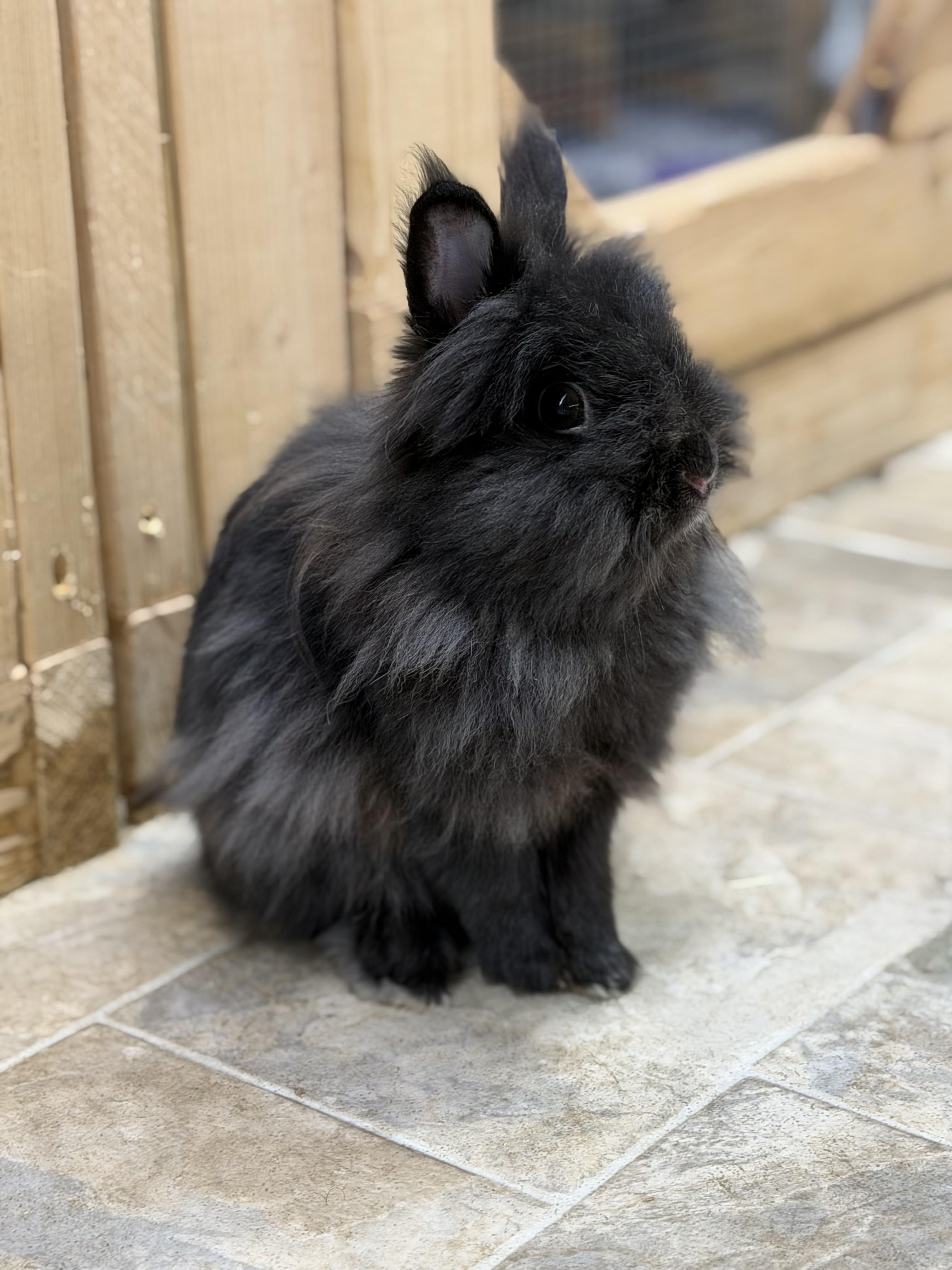 Beatrice , adoptable, Young Female Lionhead.