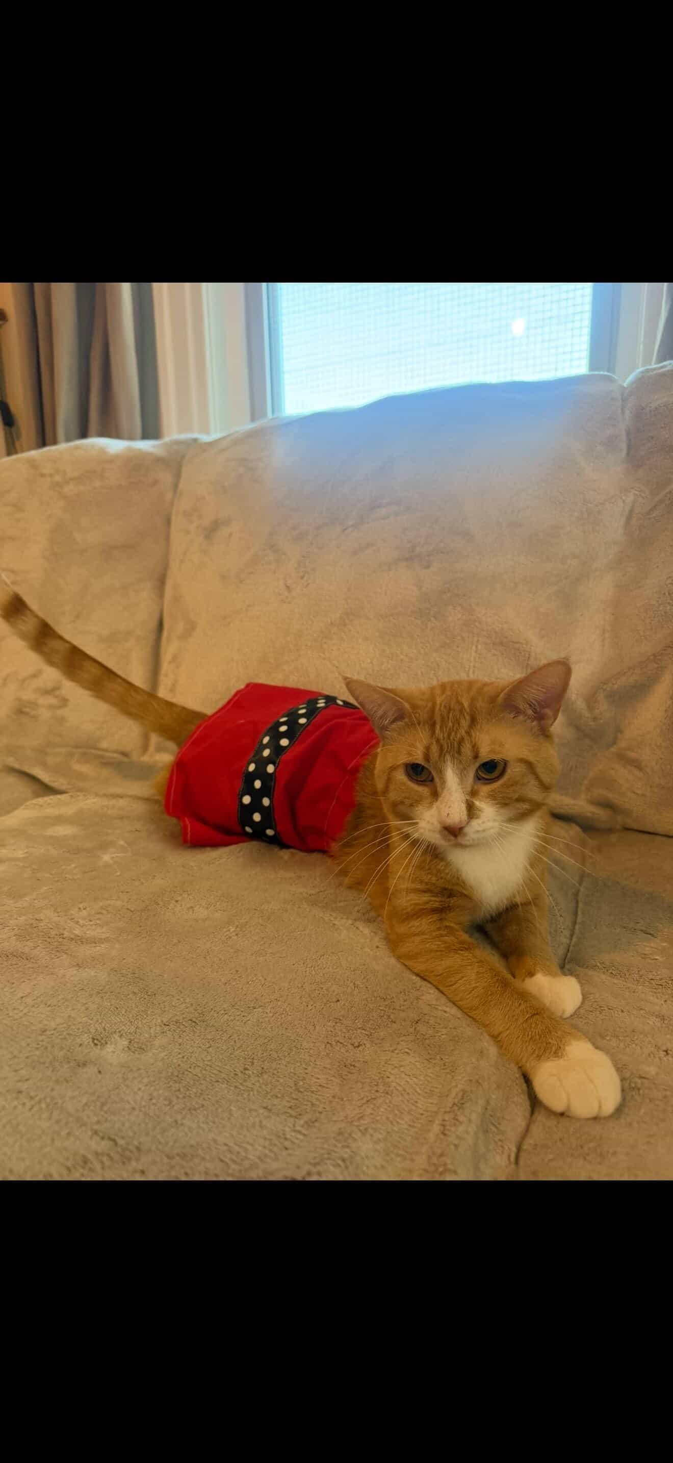 Fez, an adopted Domestic Short Hair in Winnipeg, MB image 4/6