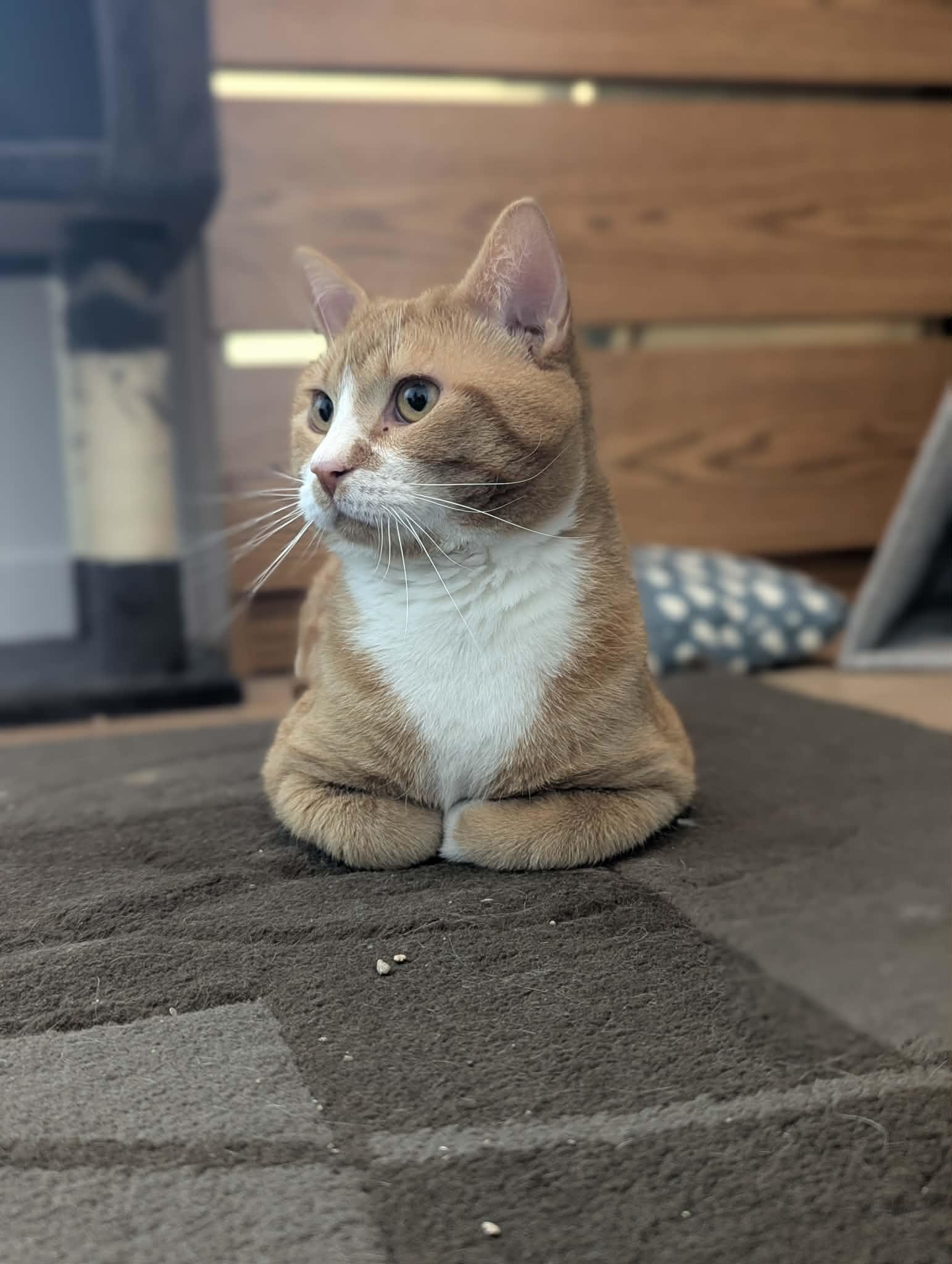 Fez, an adopted Domestic Short Hair in Winnipeg, MB image 3/6