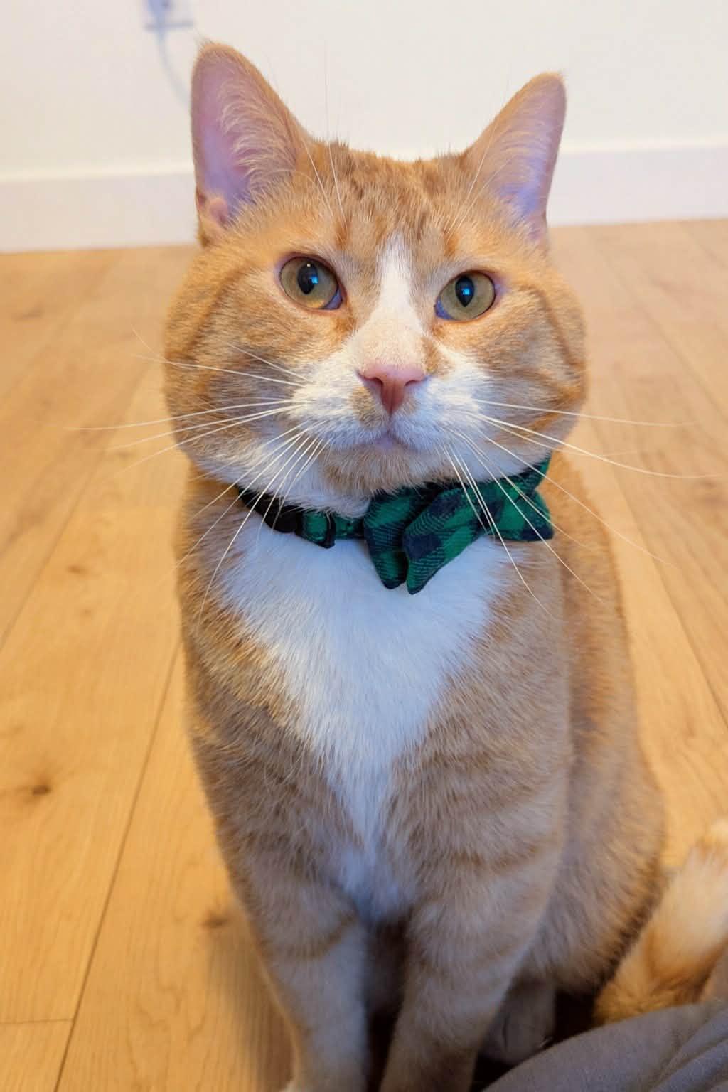 Fez, an adopted Domestic Short Hair in Winnipeg, MB image 5/6