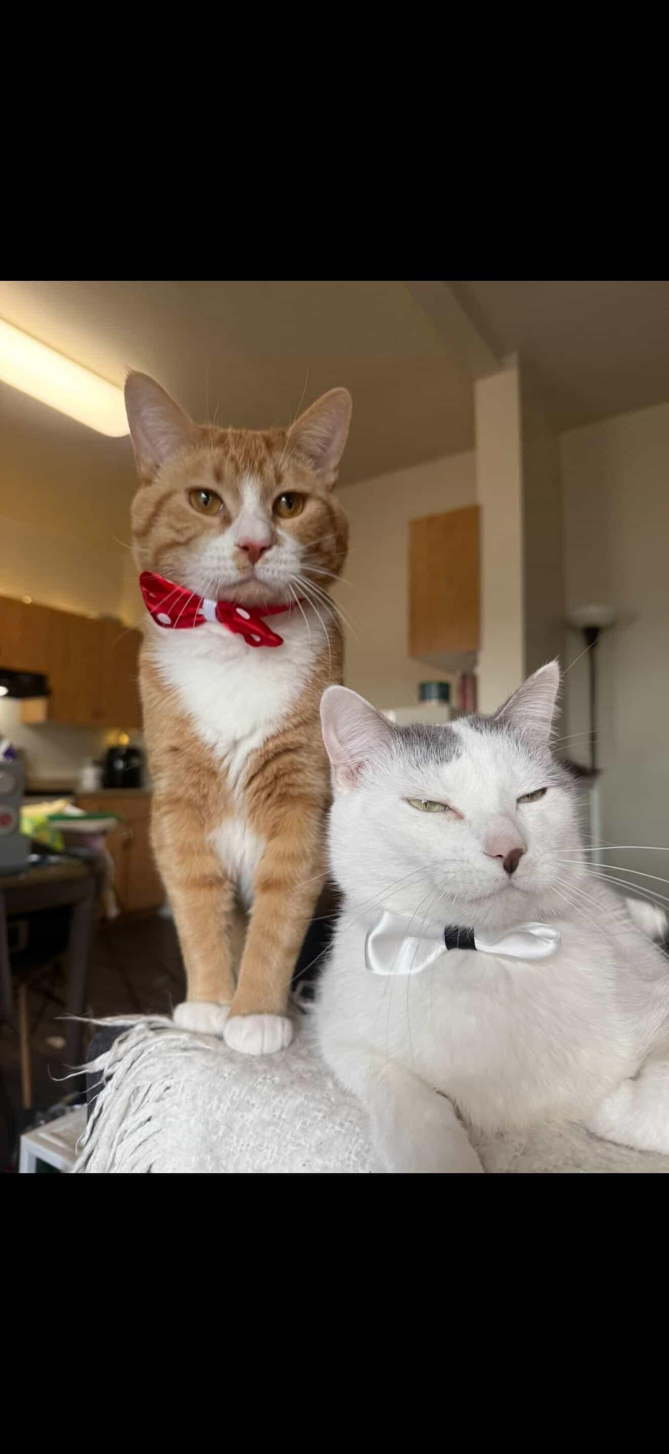 Fez, an adopted Domestic Short Hair in Winnipeg, MB image 6/6