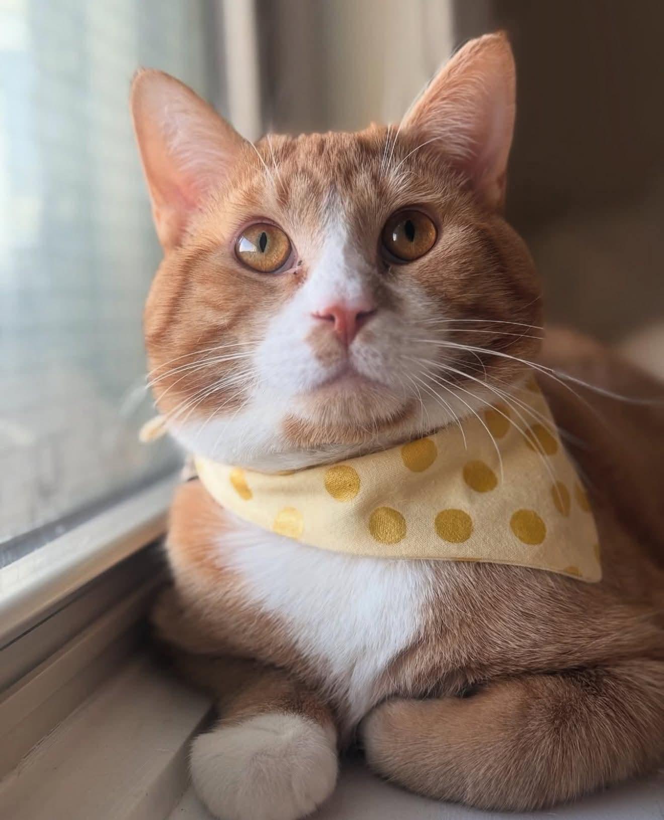 Fez, adopted, Young Male Domestic Short Hair.